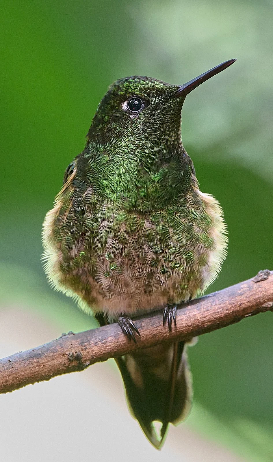 Buff-tailed Coronet