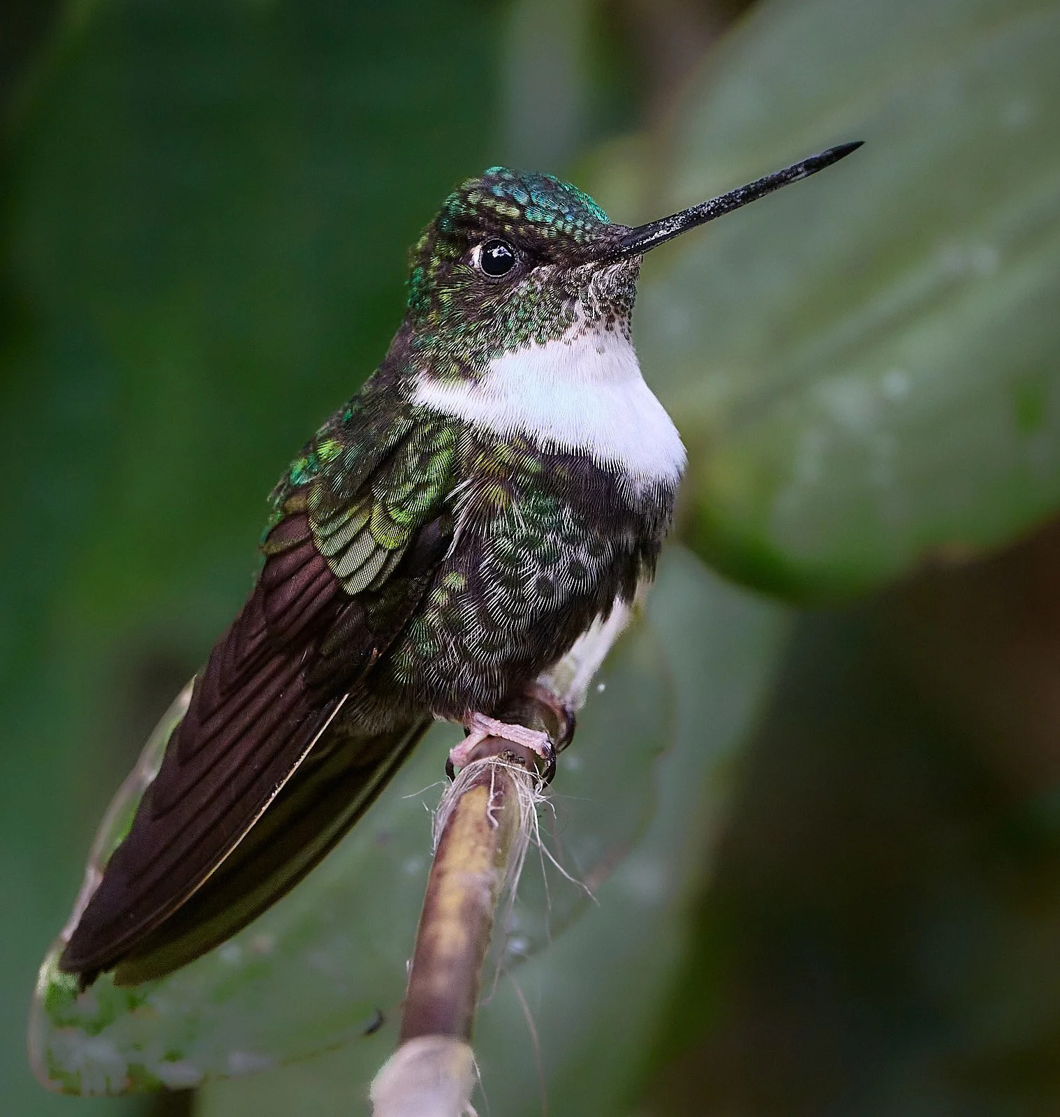 Collared Inca