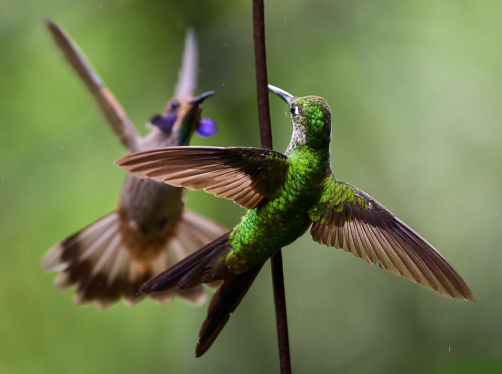 Empress Brilliant &amp; Brown Violetear