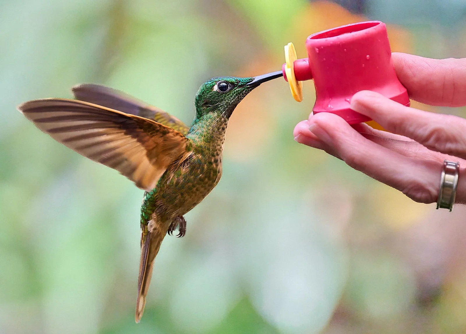 Fawn-breasted Brilliant