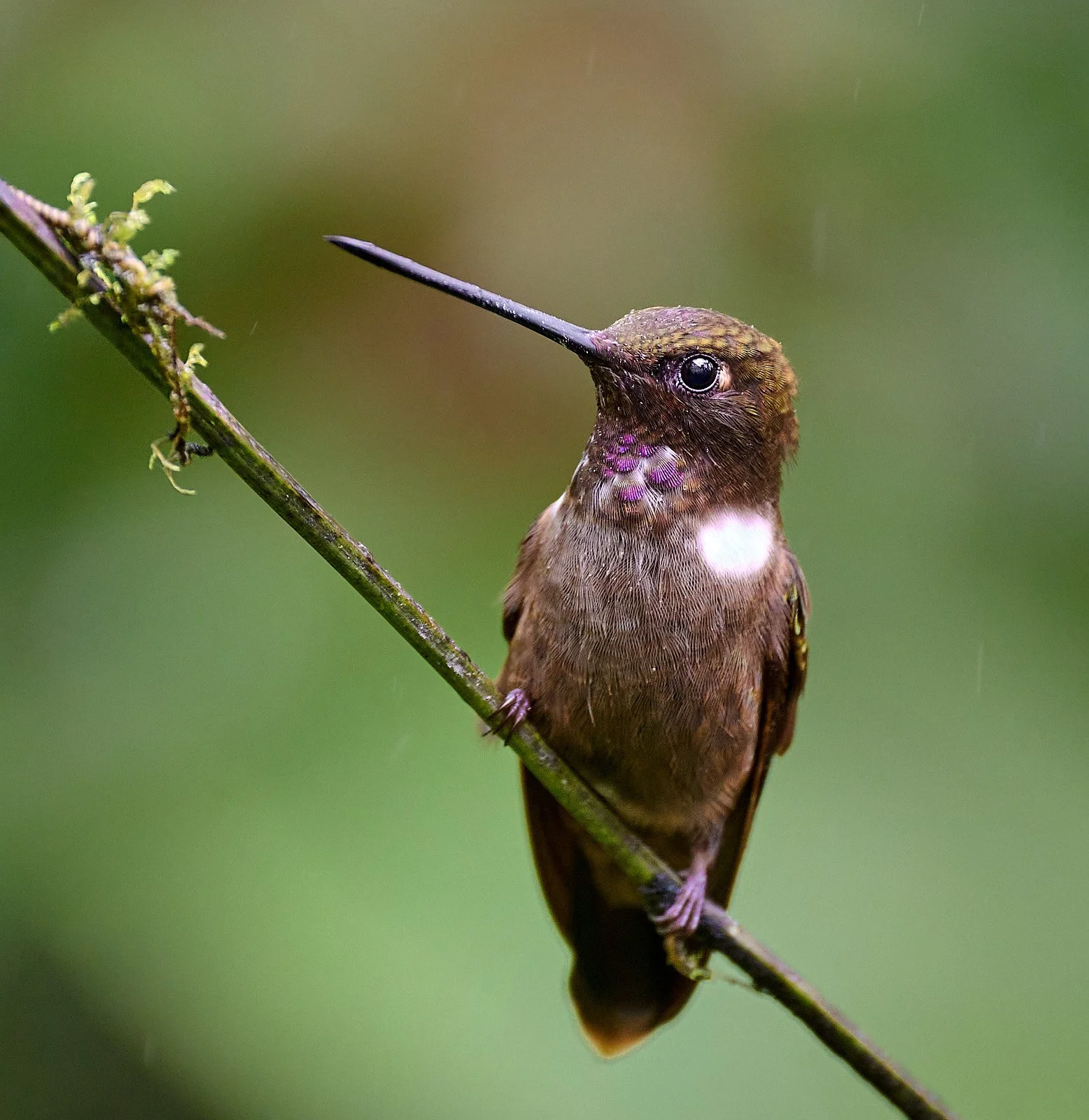 Brown Inca