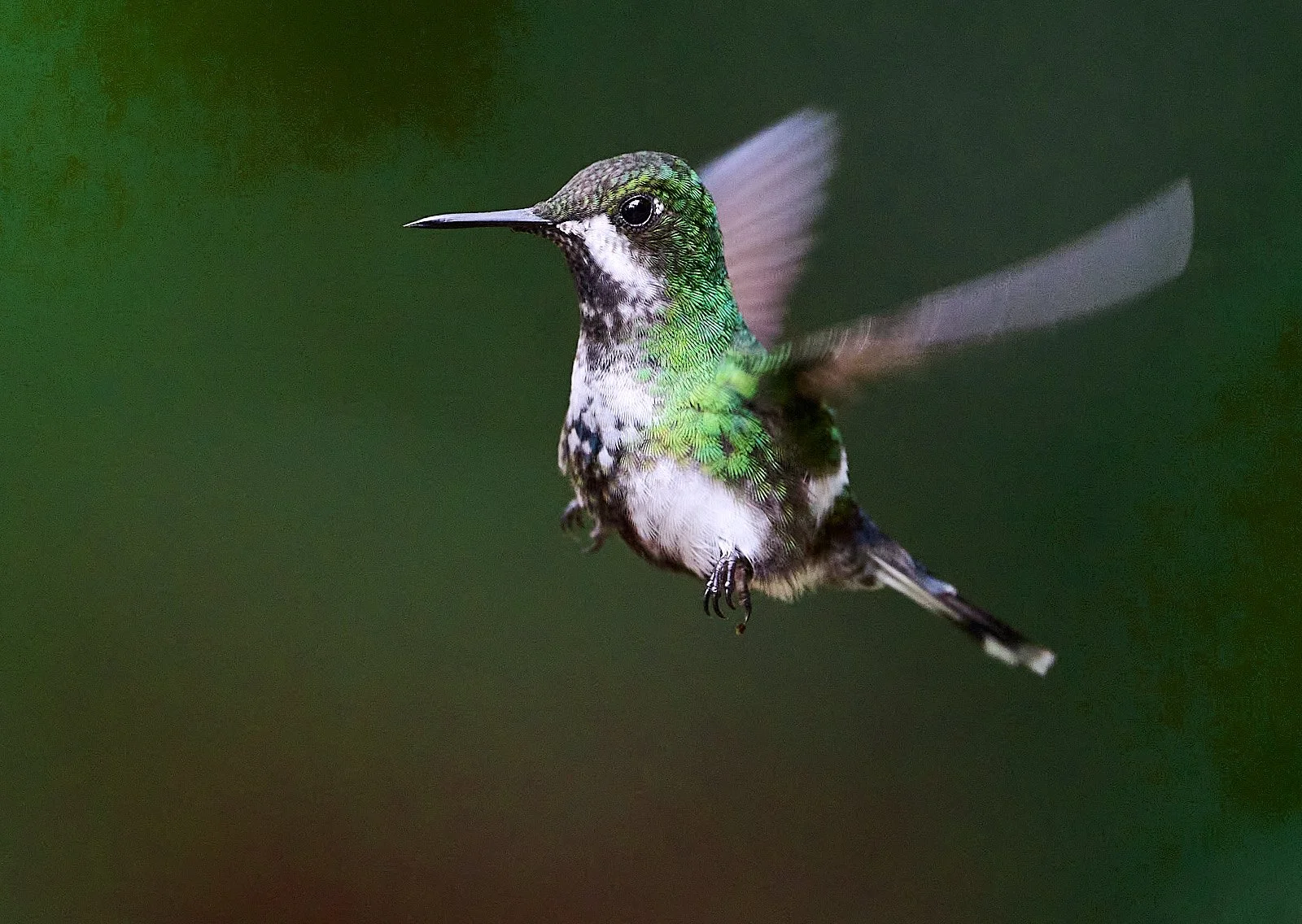 Green Thorntail