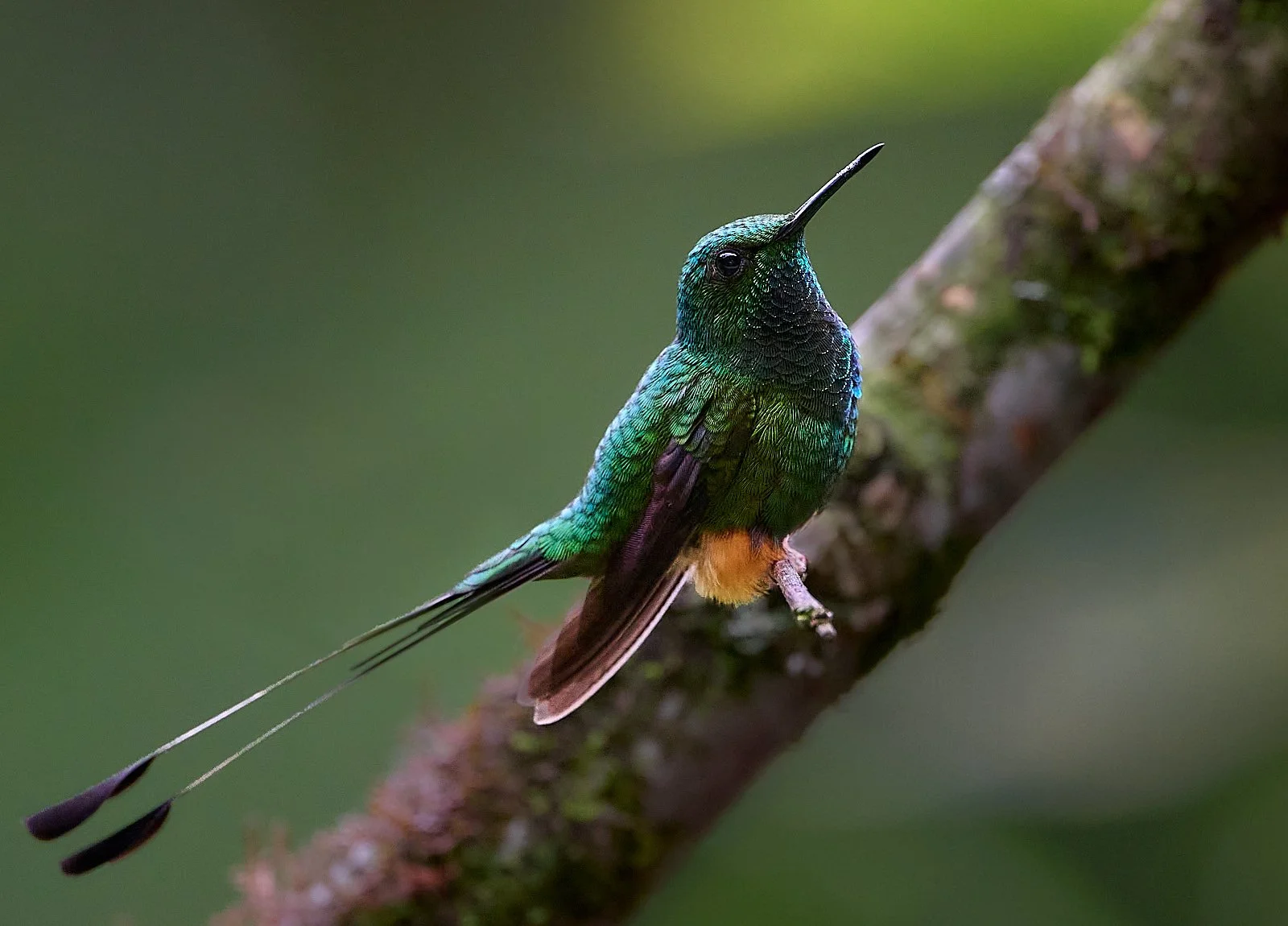 Peruvian Racket-tail
