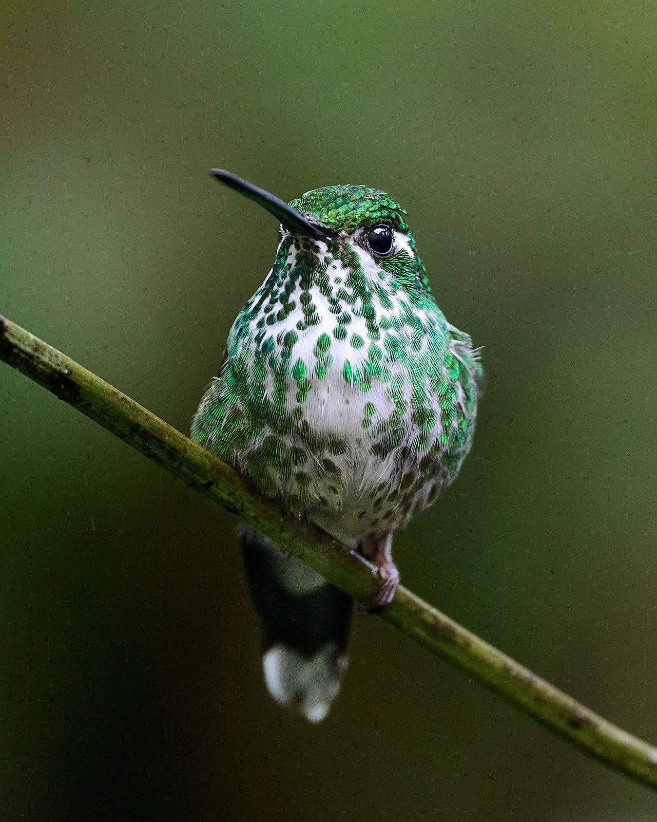Purple-bibbed Whitetip, female