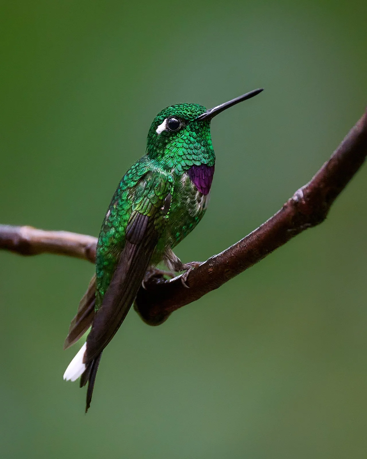 Purple-bibbed Whitecap, male