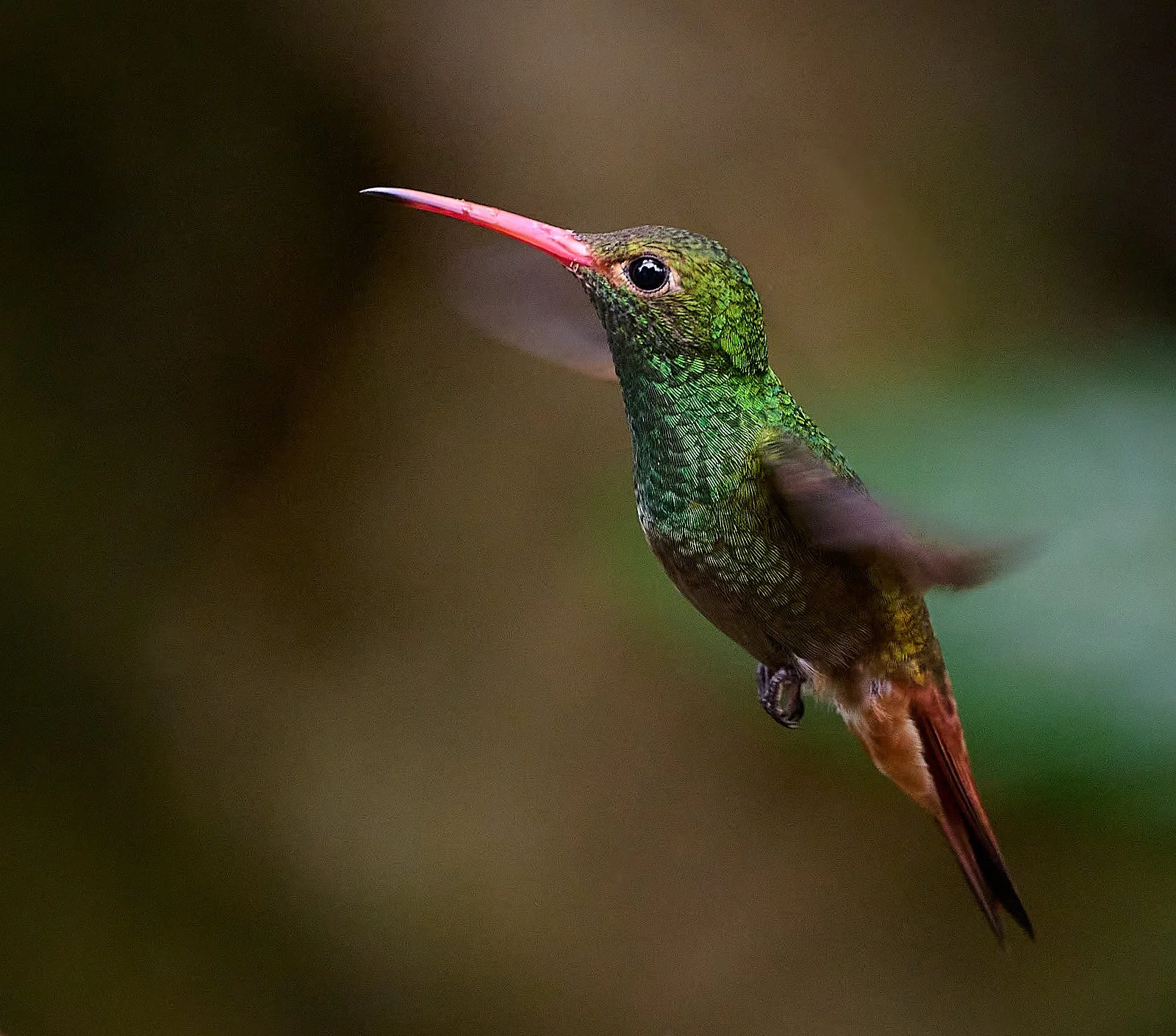 Rufous-tailed Hummingbird