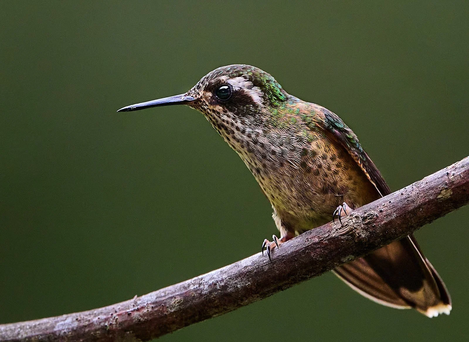 Speckled Hummingbird