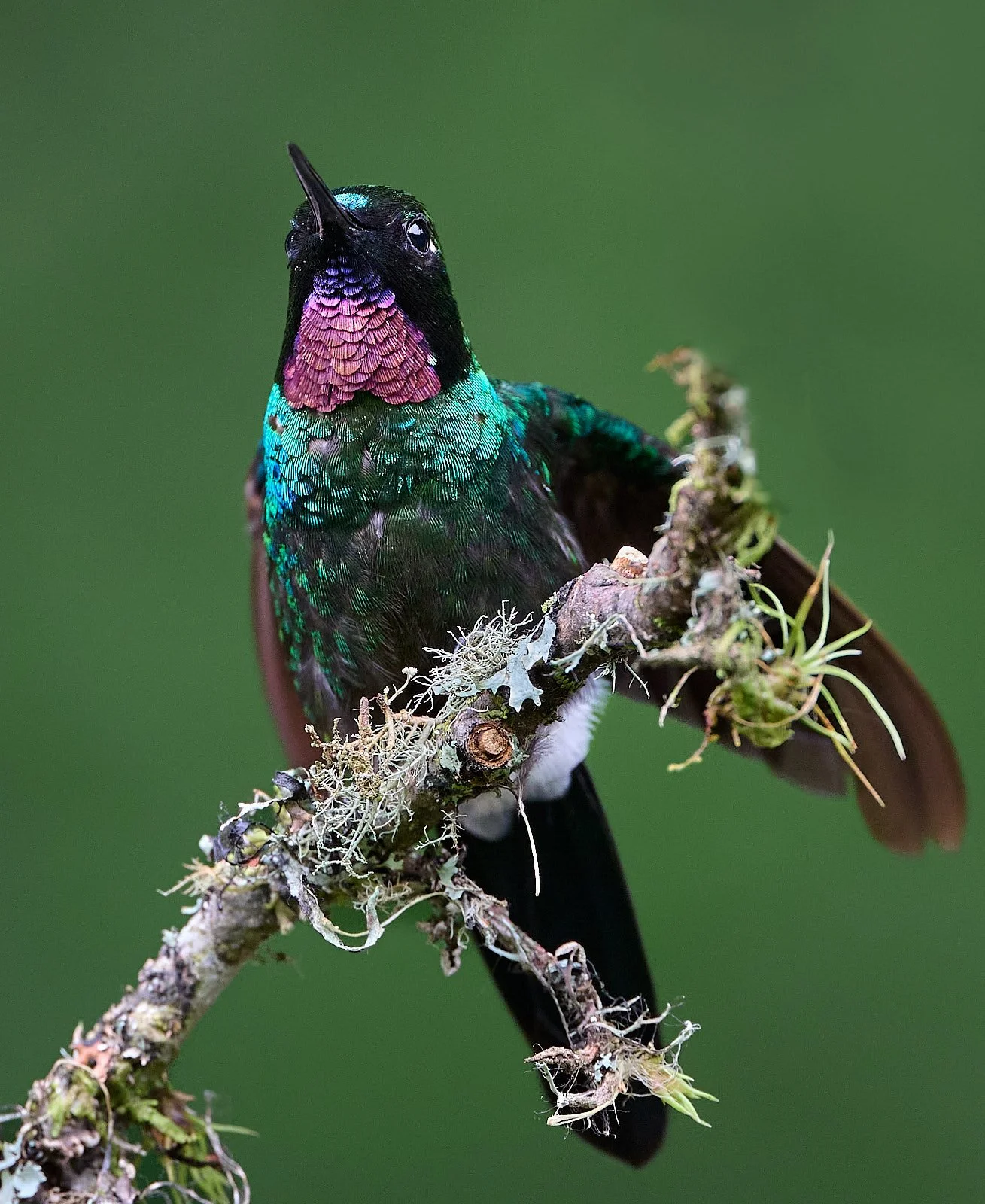 Tourmaline Sunangel