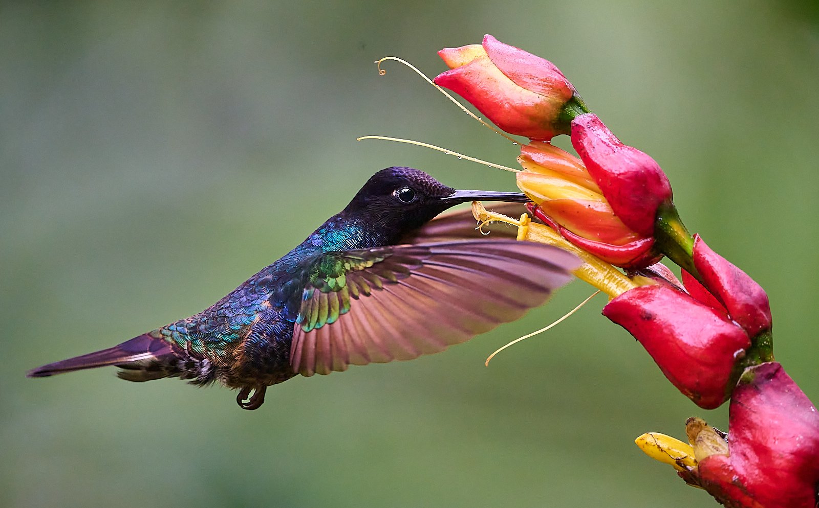 Velvet-purple Coronet
