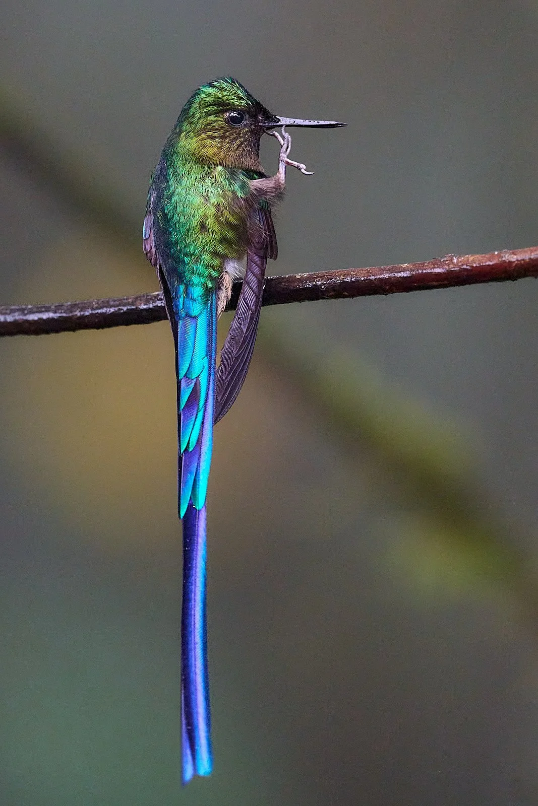 Violet-tailed Sylph, male