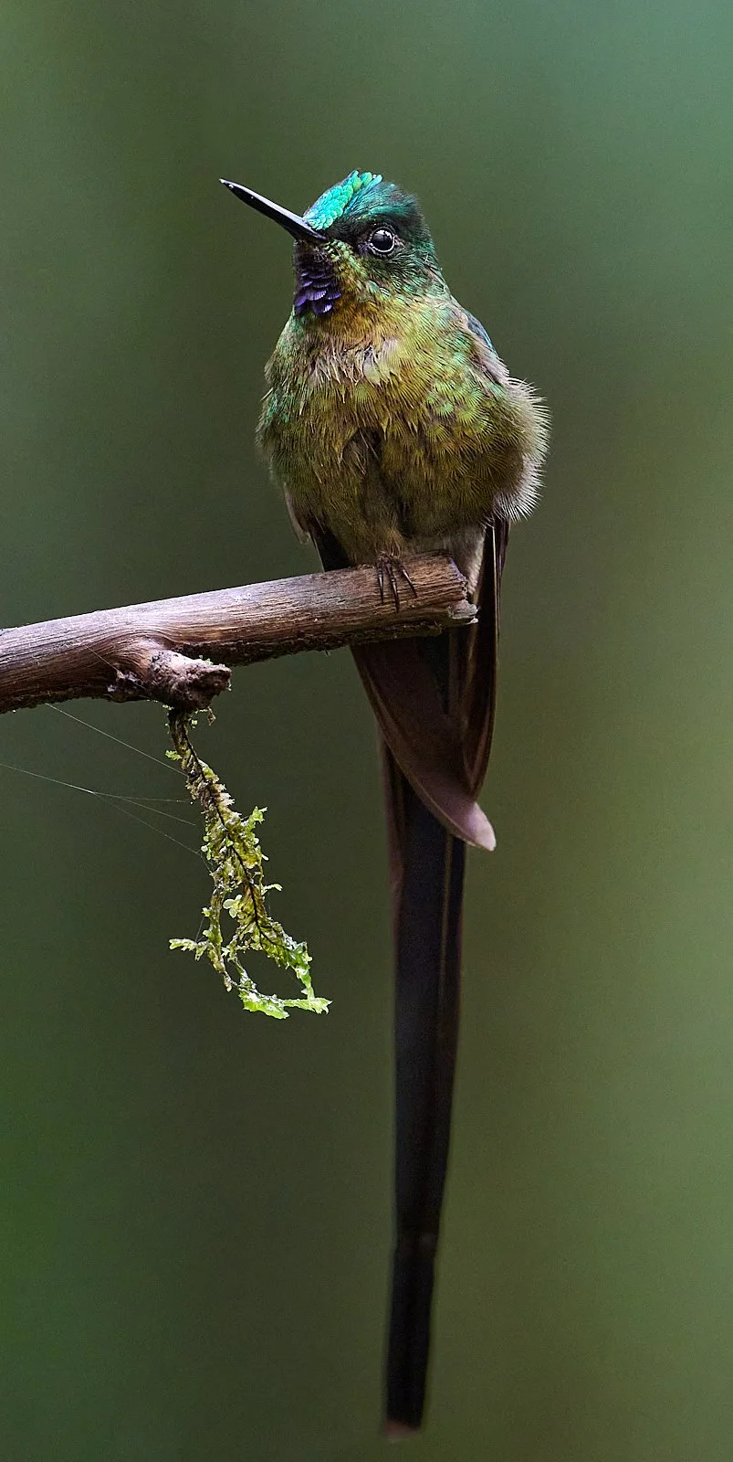 Violet-tailed Sylph, male