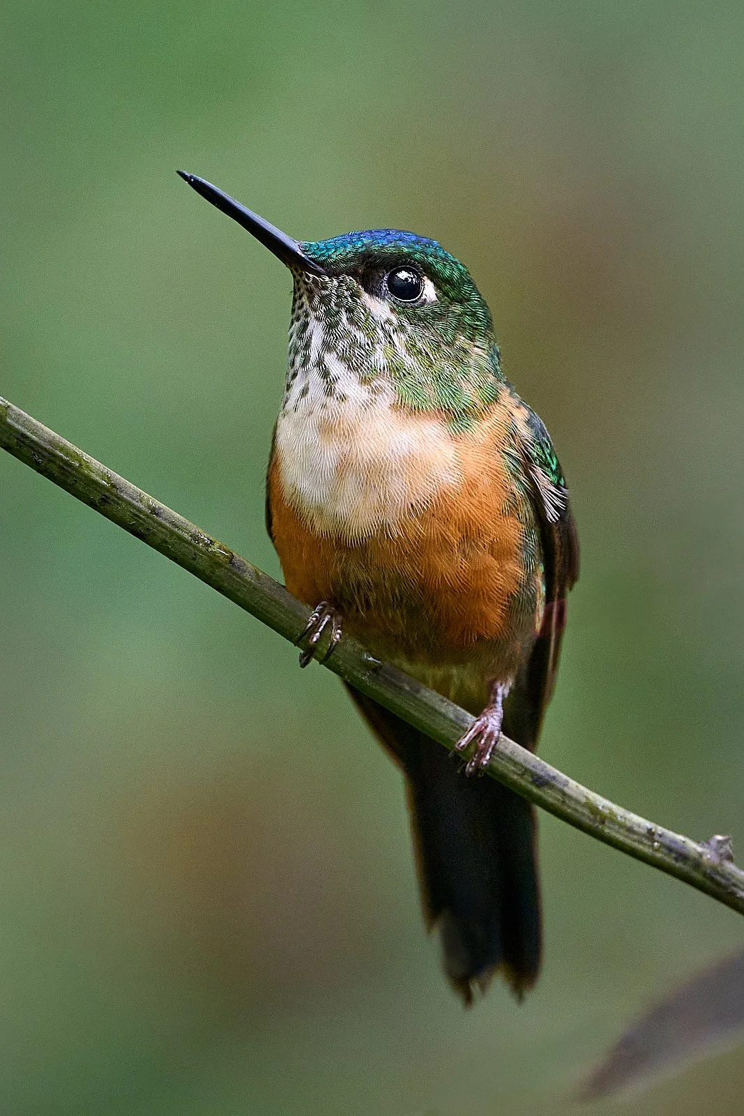 Violet-tailed Sylph, female