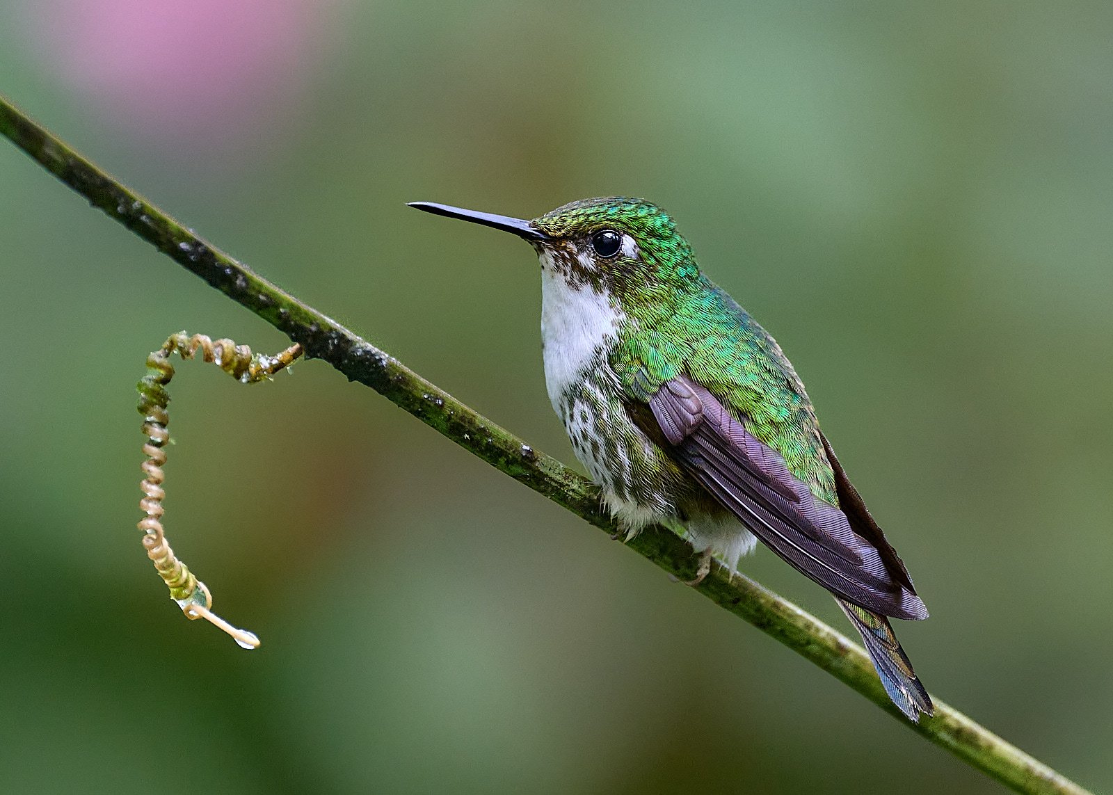 White-booted Racket-tail, female
