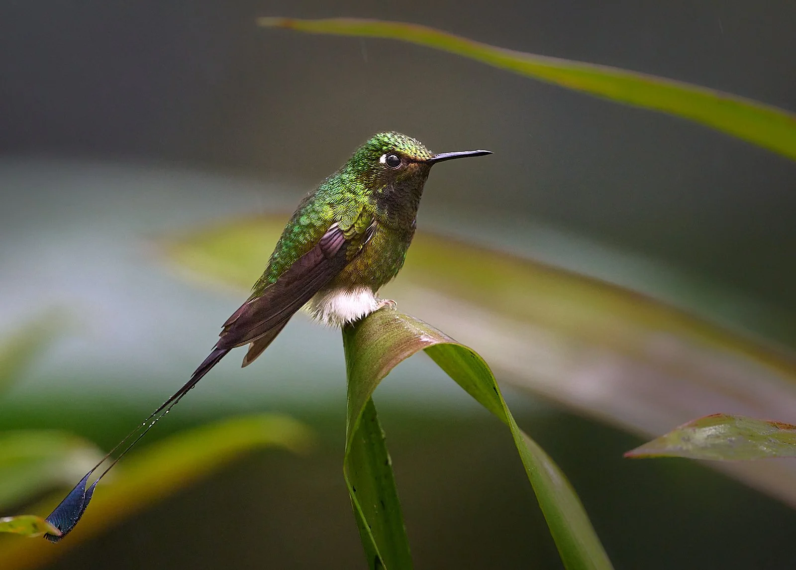 White-booted Racket-tail, male