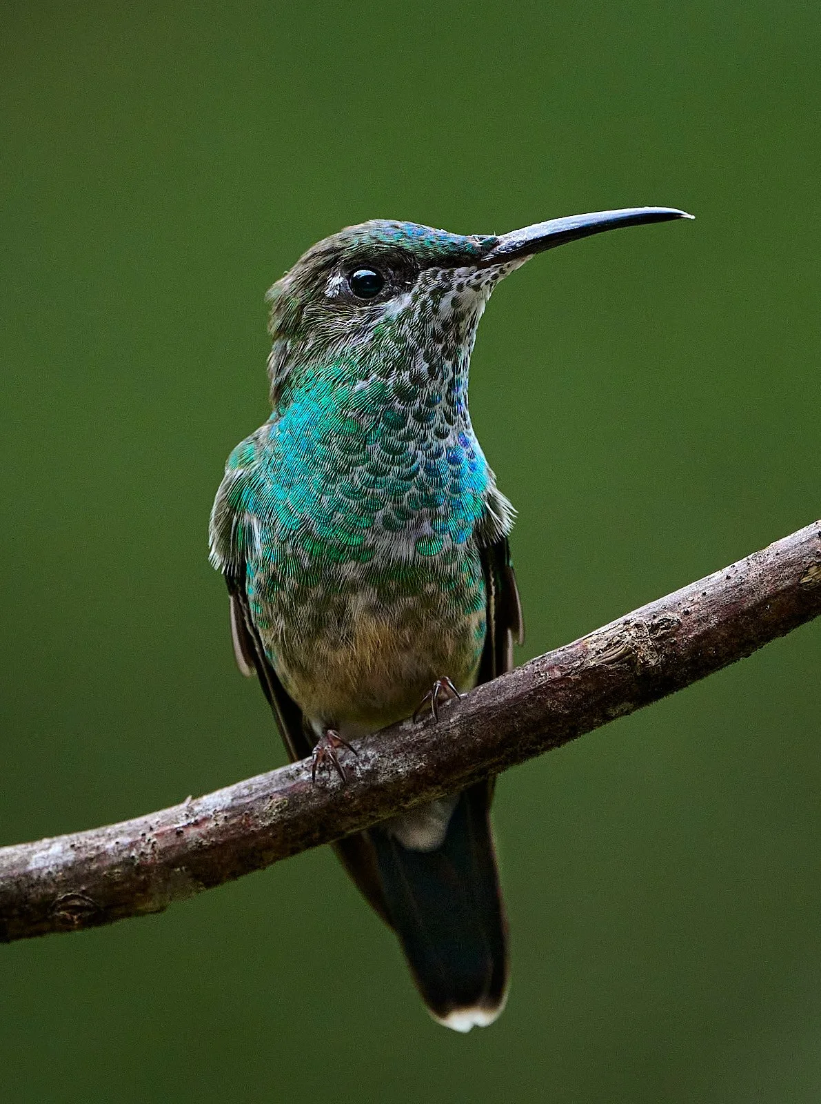 White-necked Jacobin