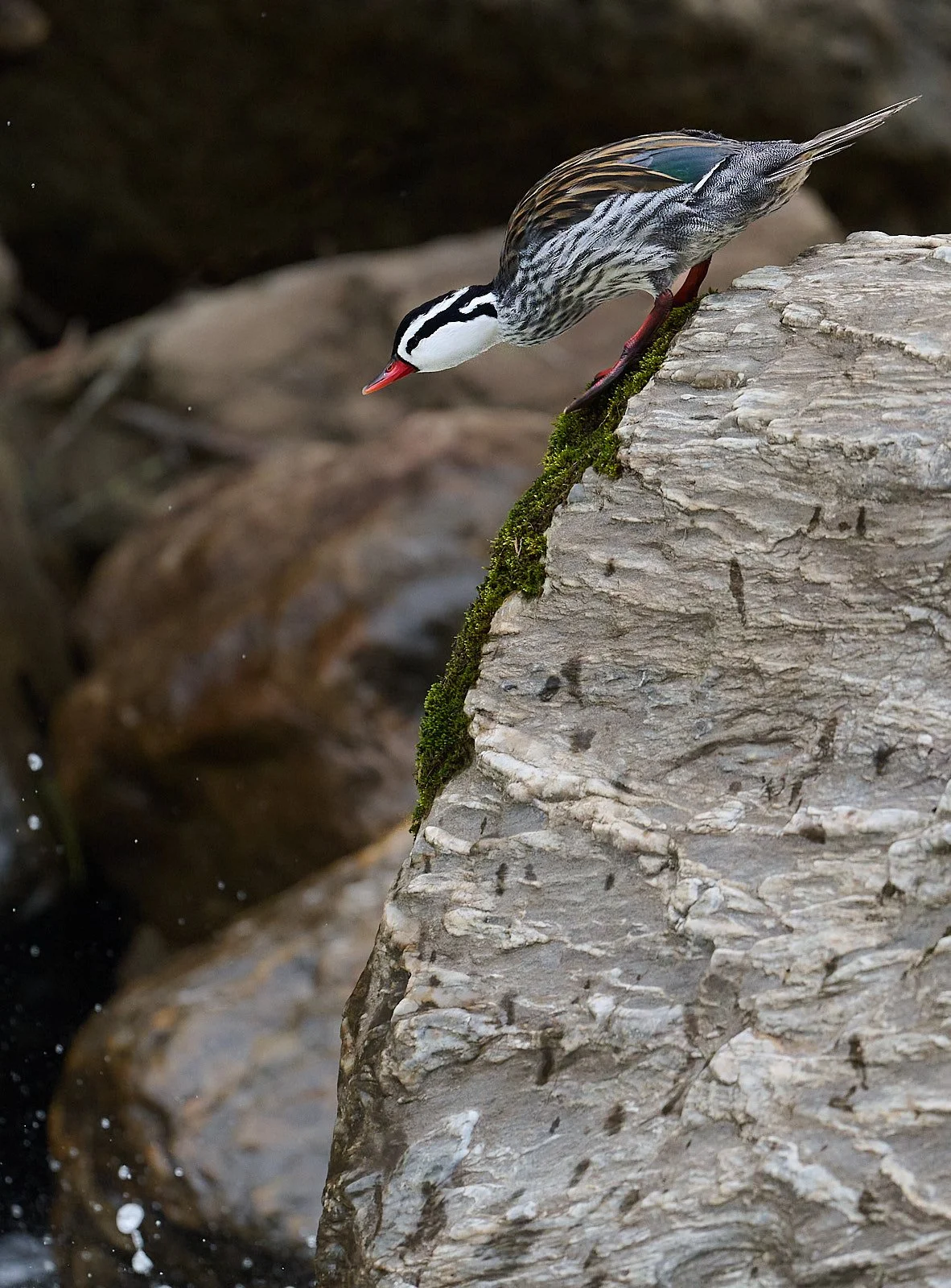 Torrent Duck GDW_7717.jpg