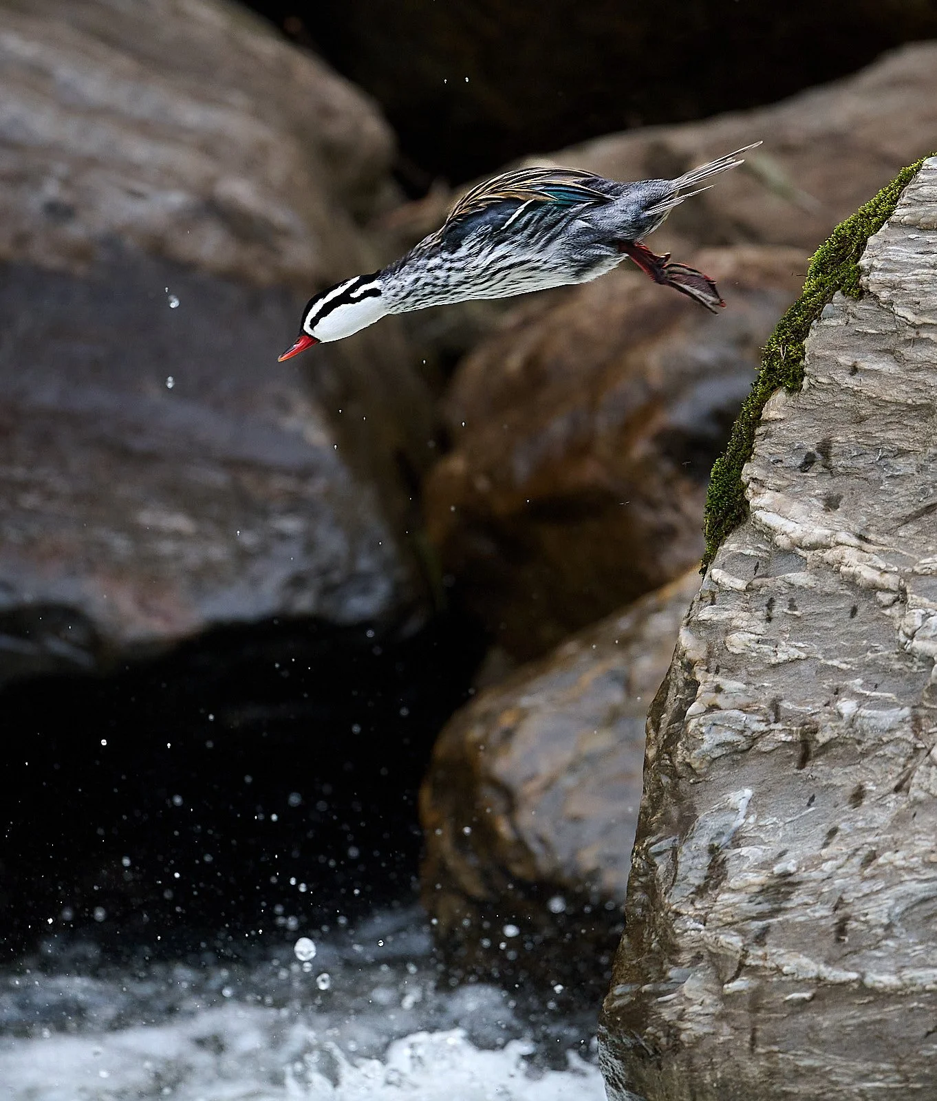 Torrent Duck GDW_7718.jpg