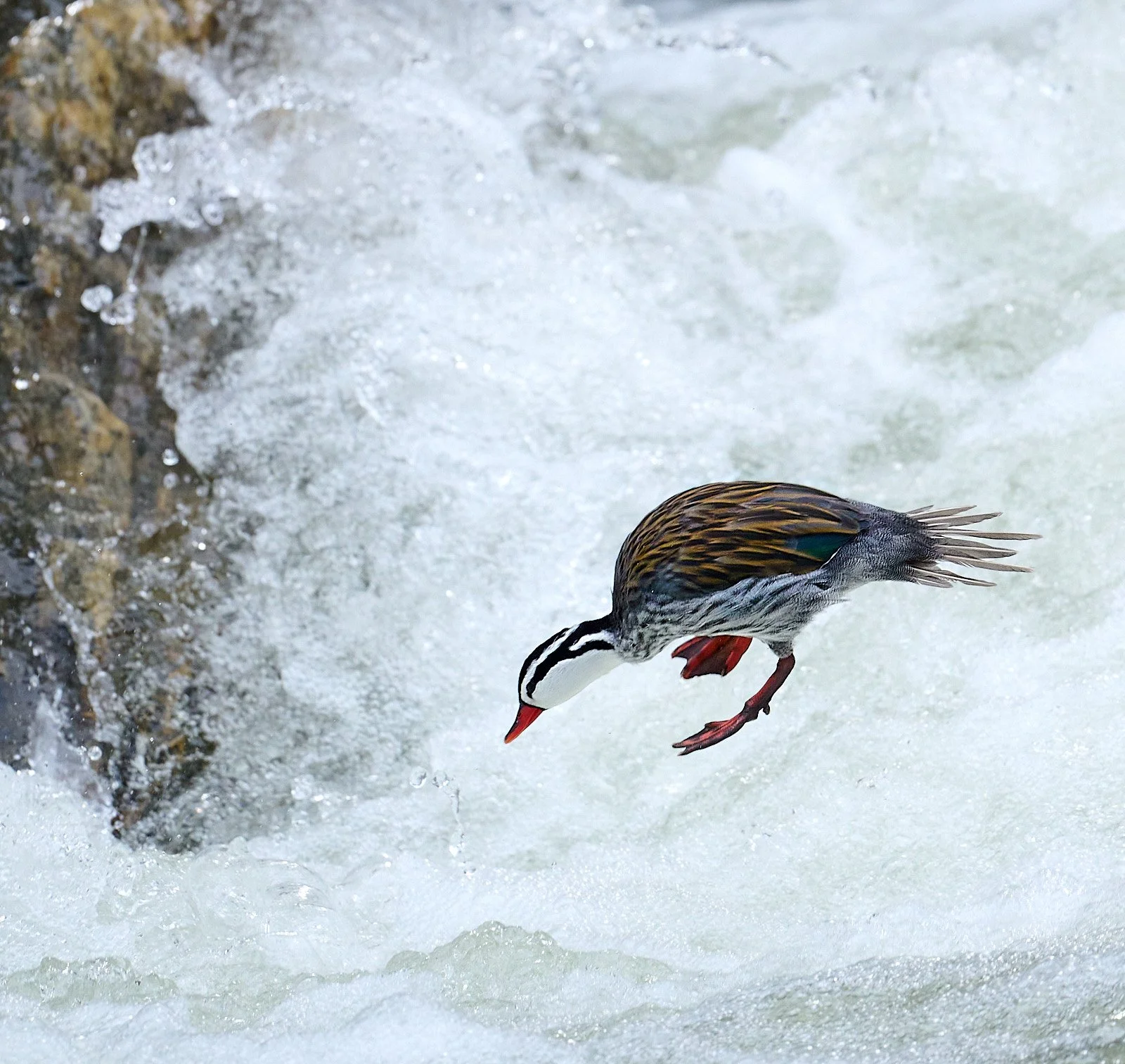 Torrent Duck GDW_7720.jpg