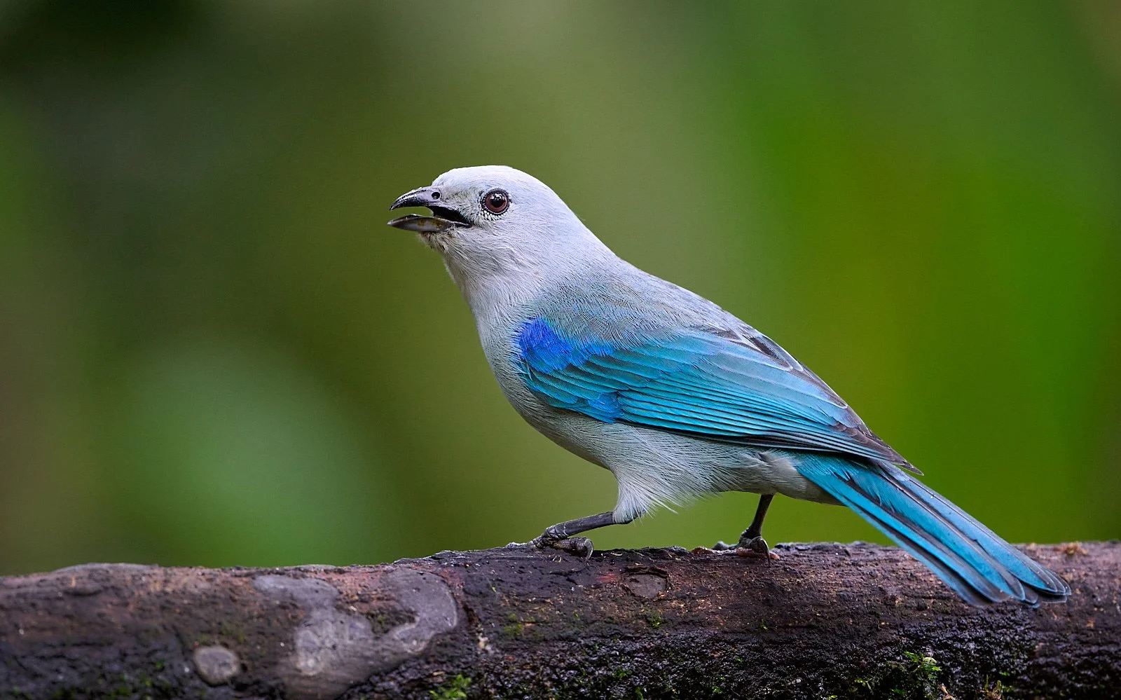 Blue-gray Tanager