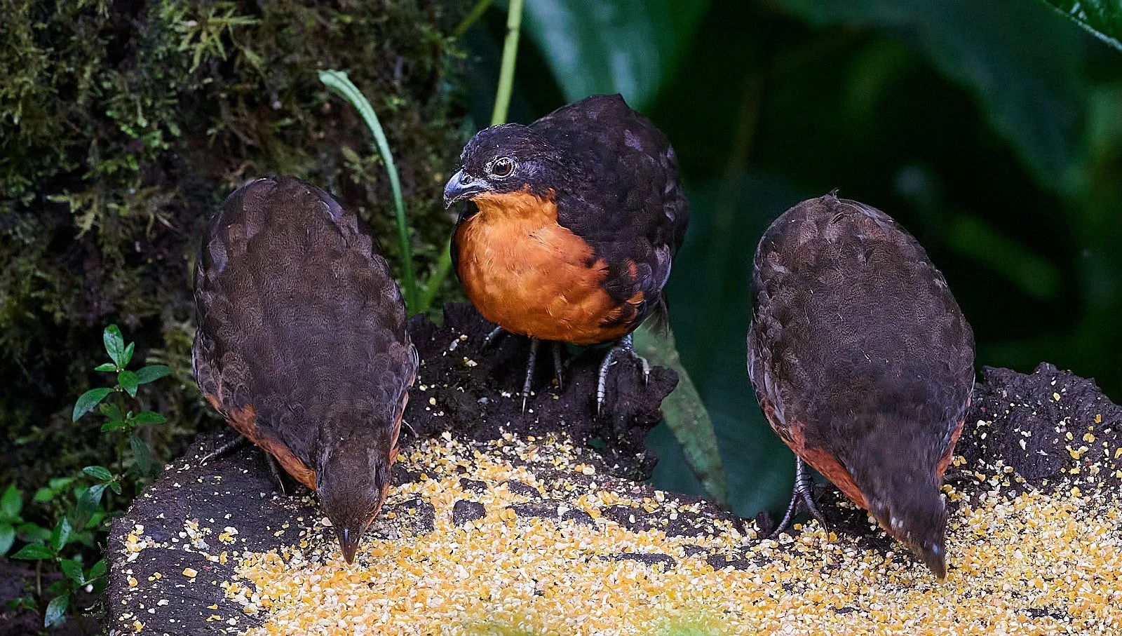 Dark-backed Wood-quail