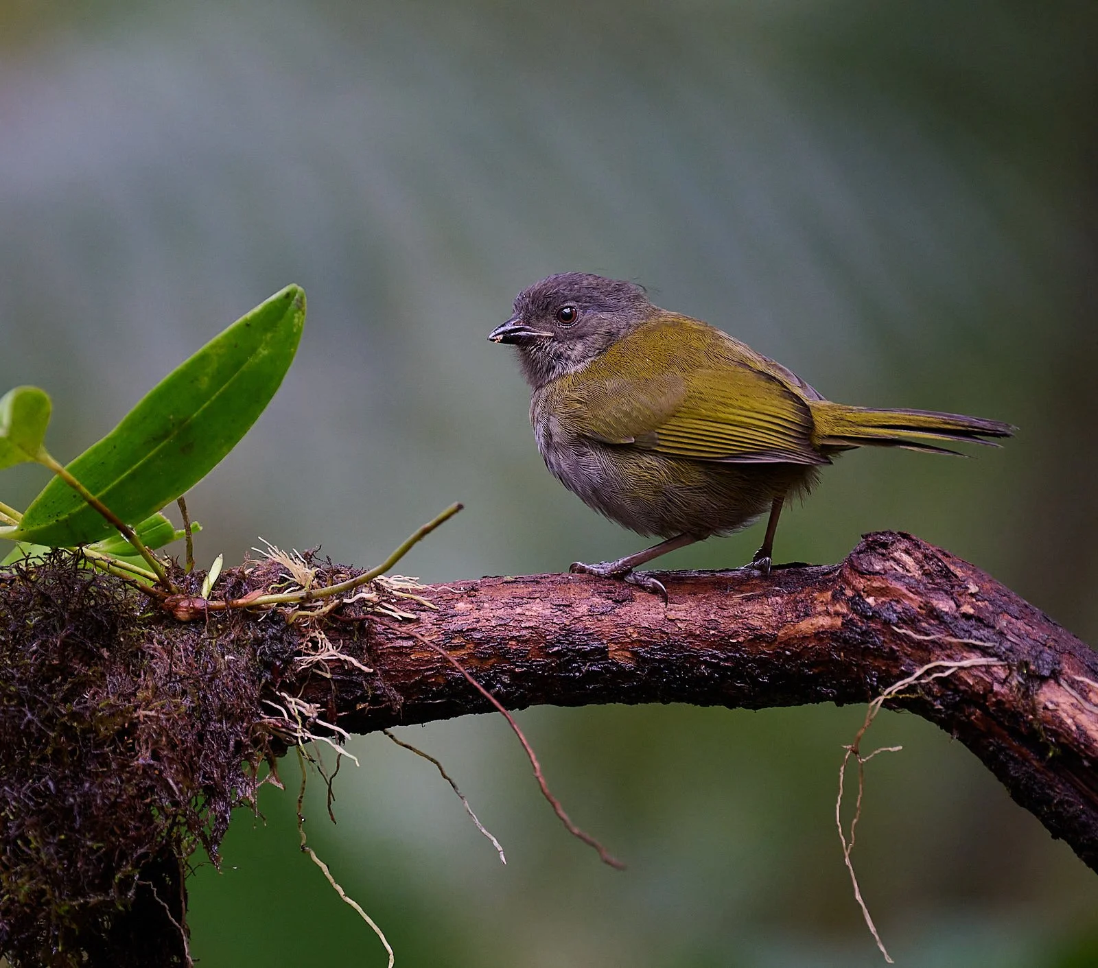 Dusky Chlorospingus