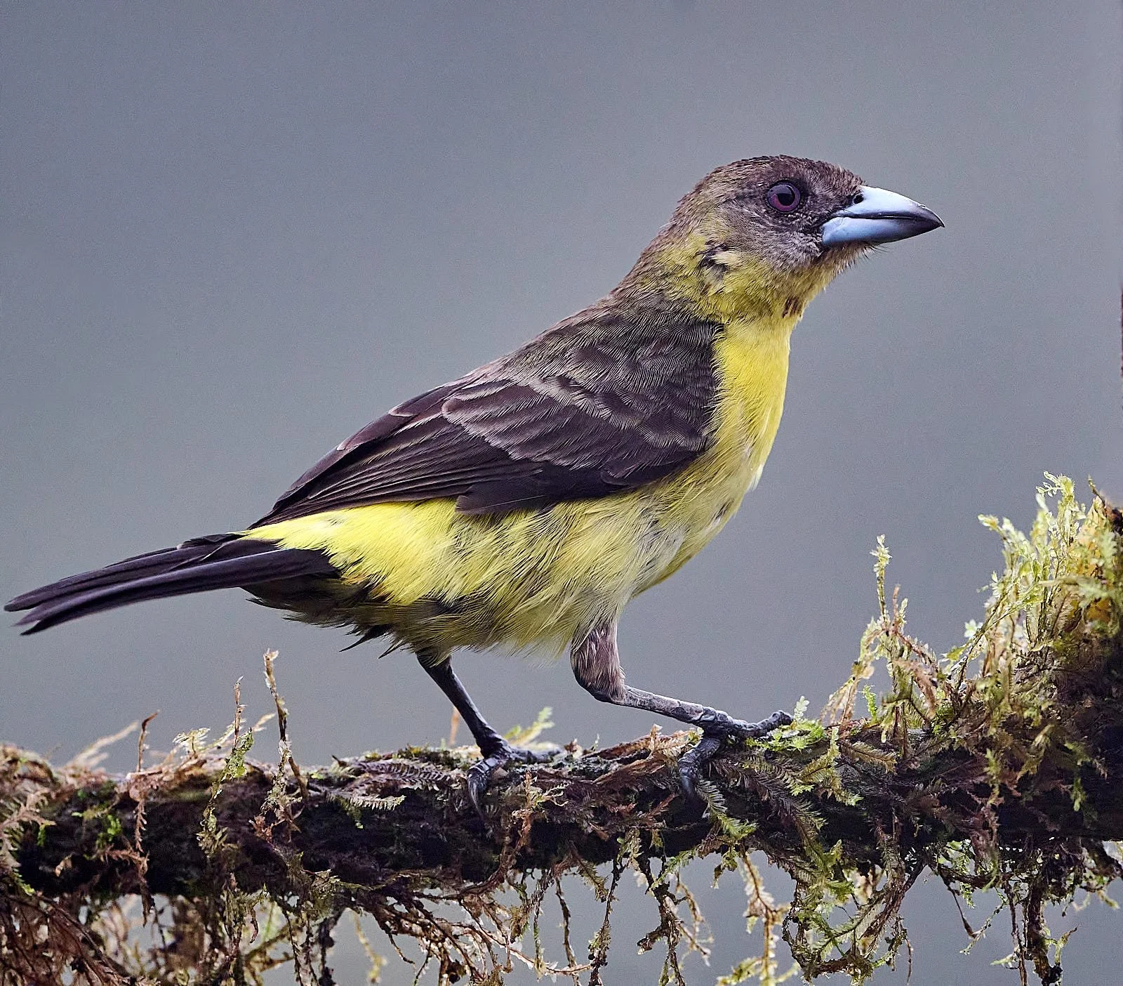 Flame-rumped Tanager, female
