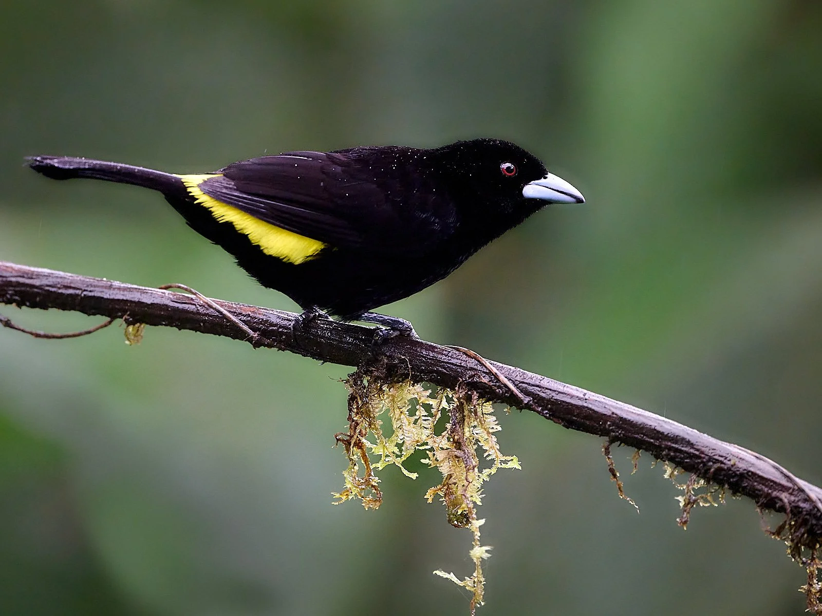 Flame-rumped Tanager, male