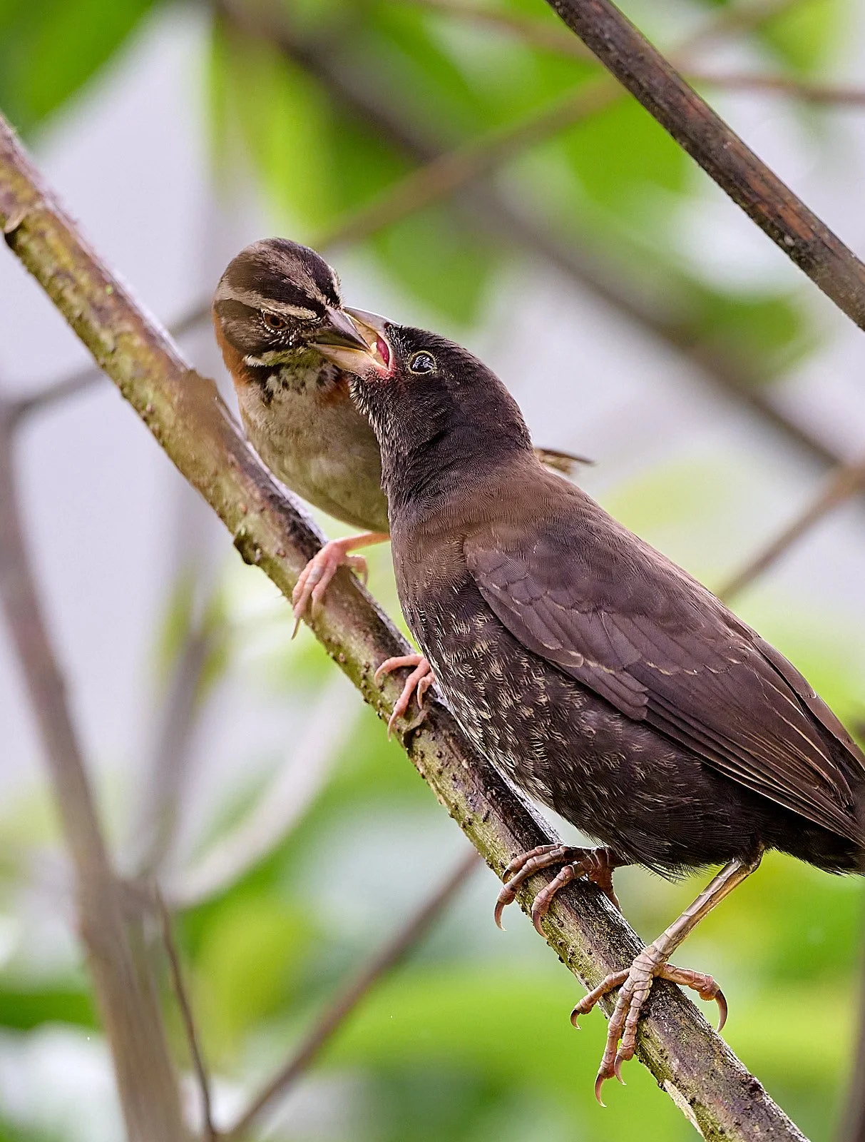 Rufous-collared Sparrow feeding Giant Cowbird