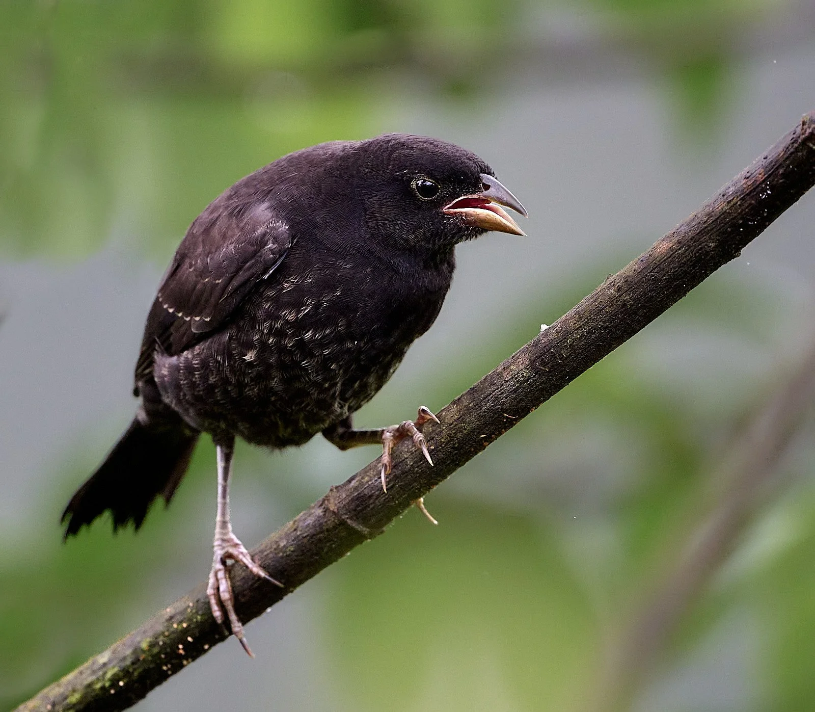 Giant Cowbird