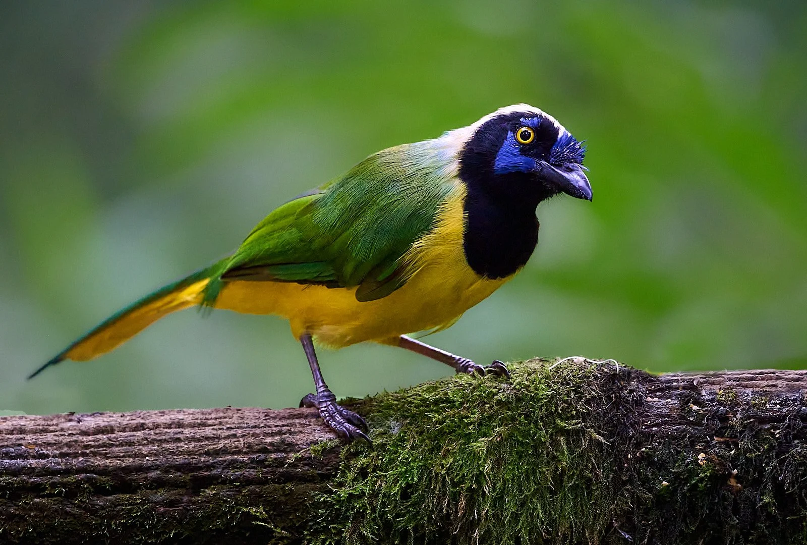 Green Jay