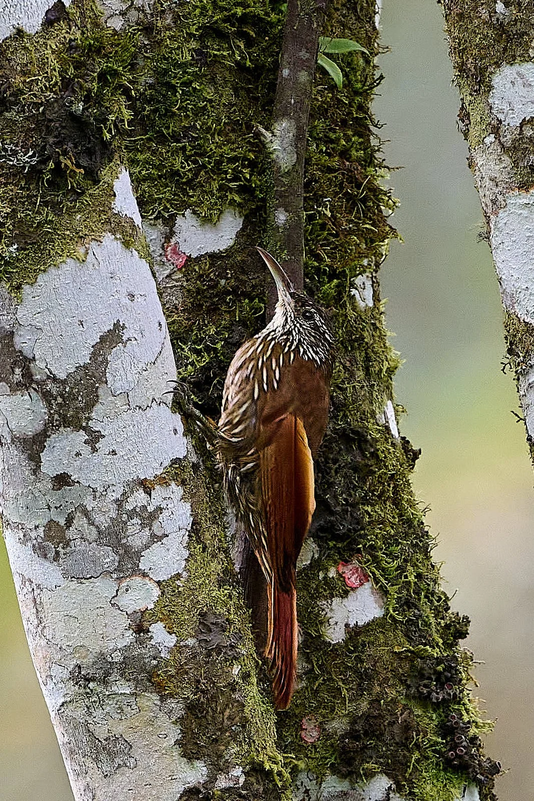 Montane Woodcreeper