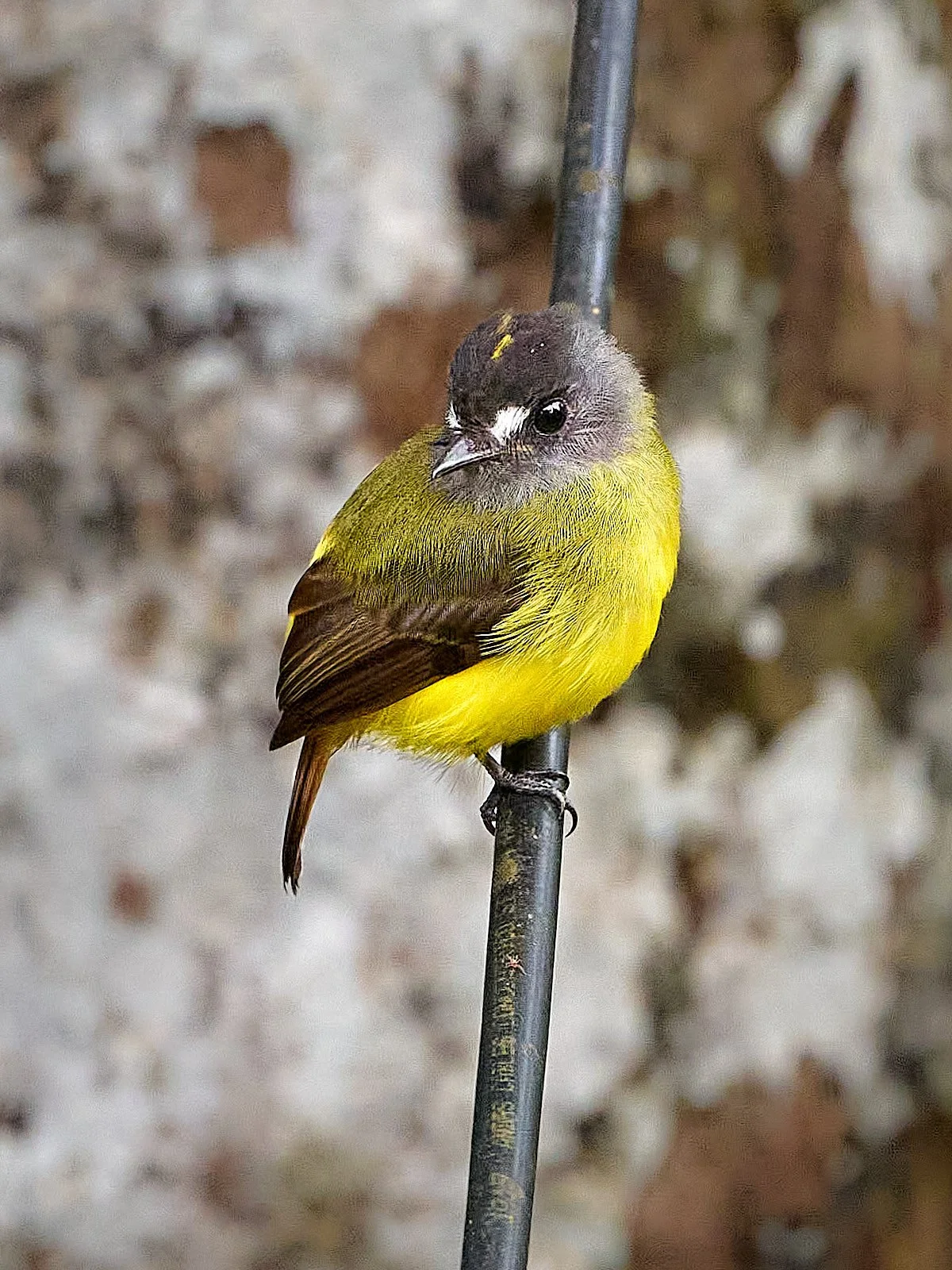 Ornate Flycatcher