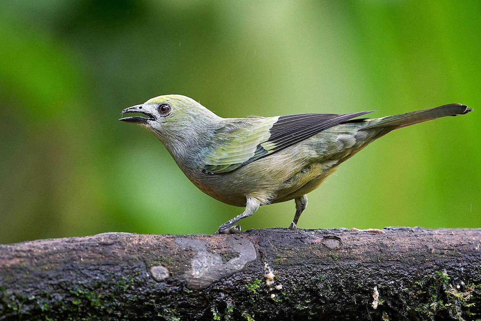 Palm Tanager