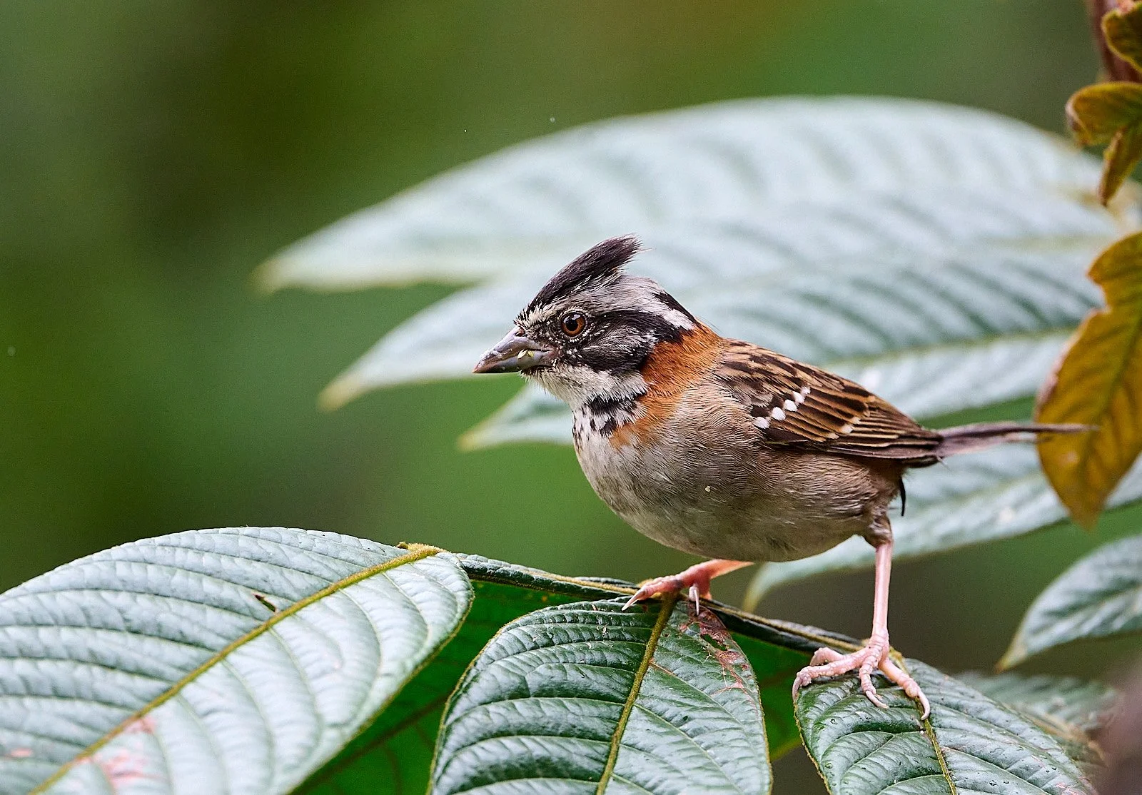 Rufous-collared Sparrow
