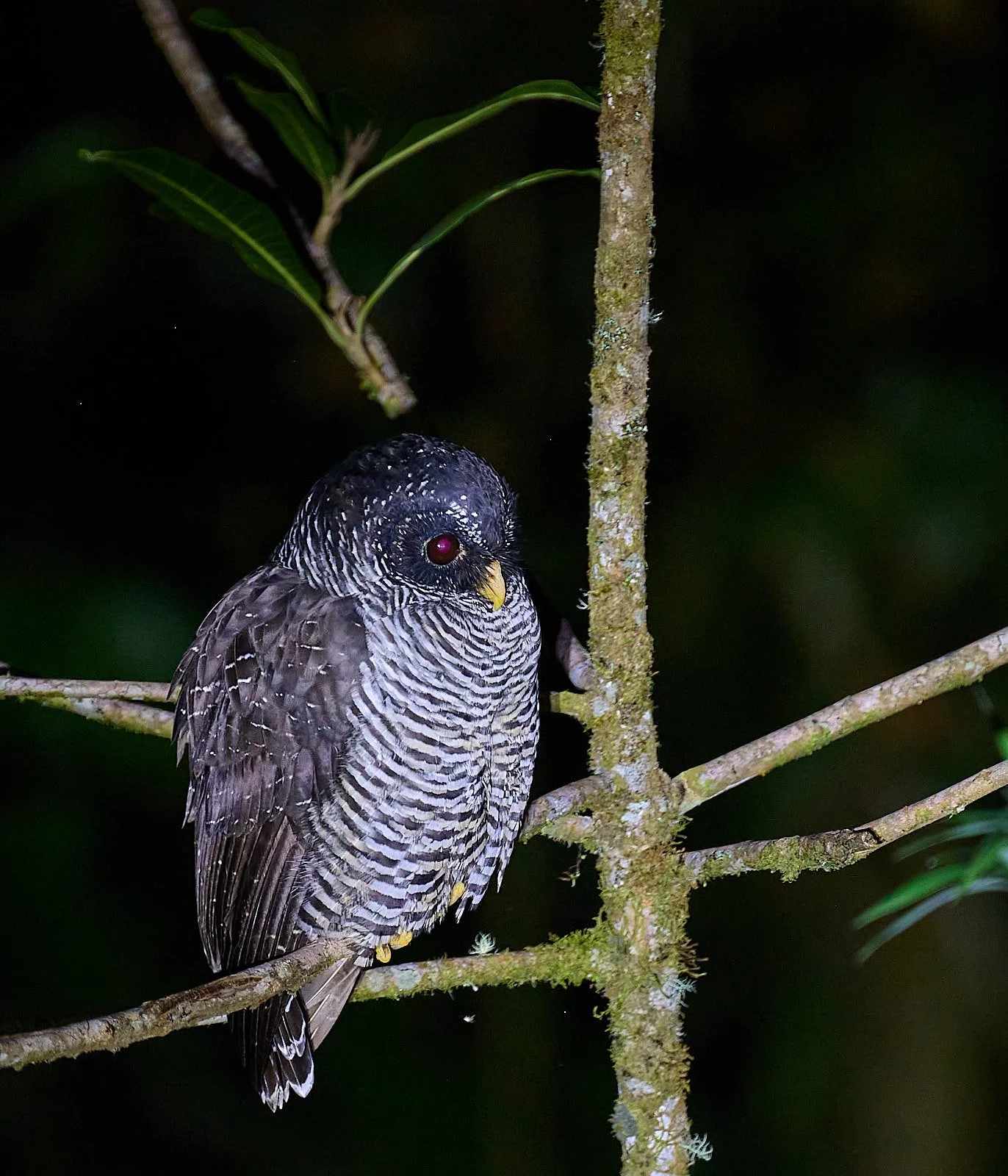 San Isidro Black-banded Owl