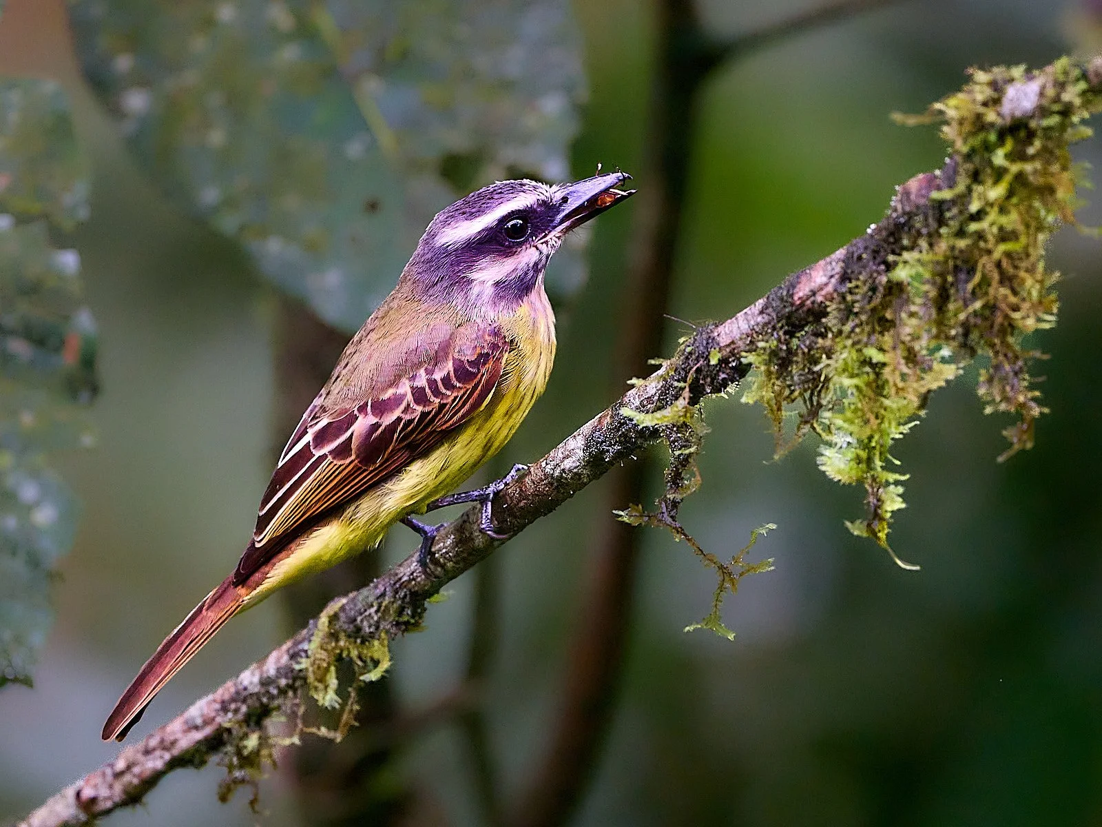 Sulphur-bellied Flycatcher