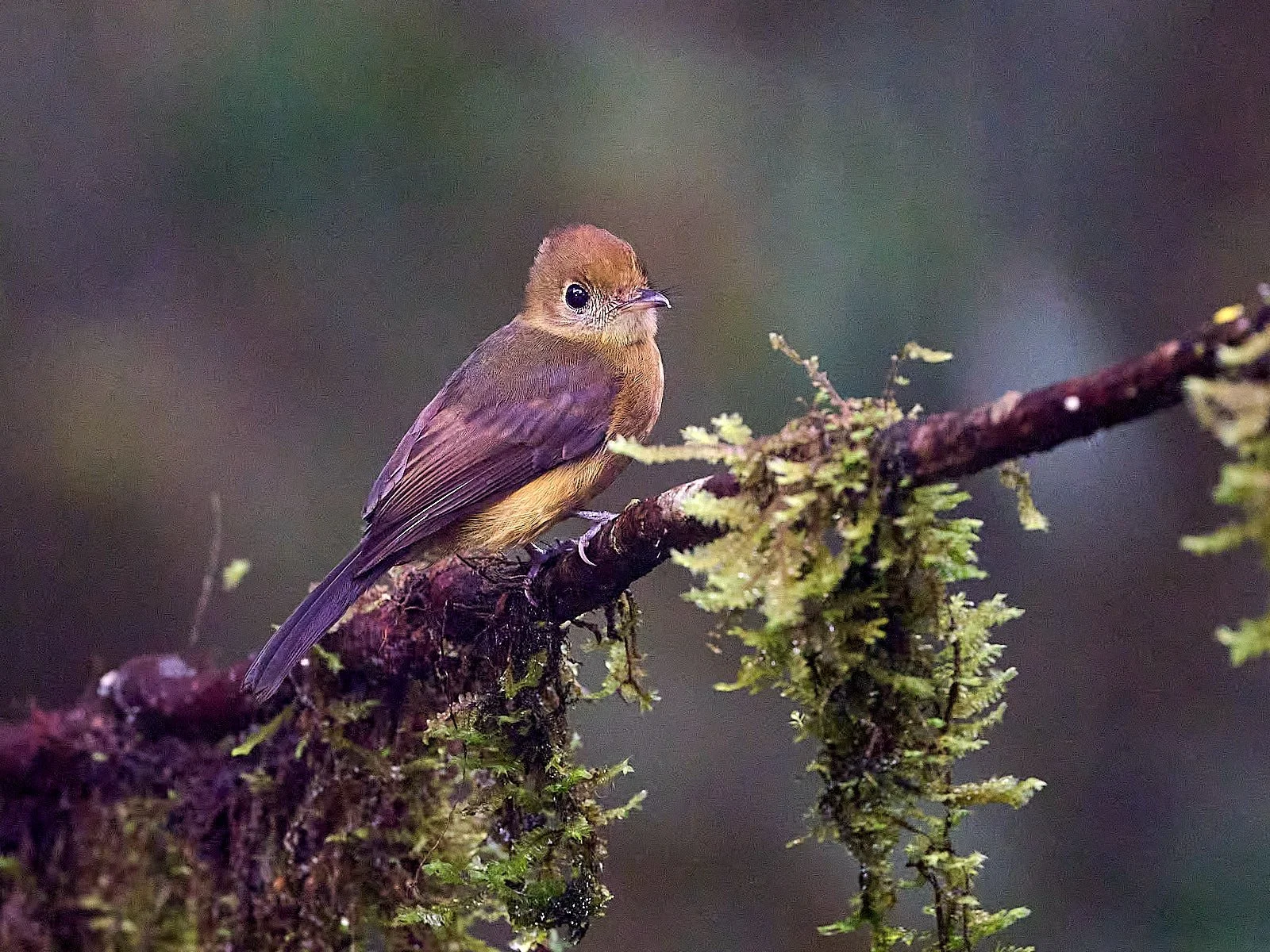Tawny-breasted Flycatcher