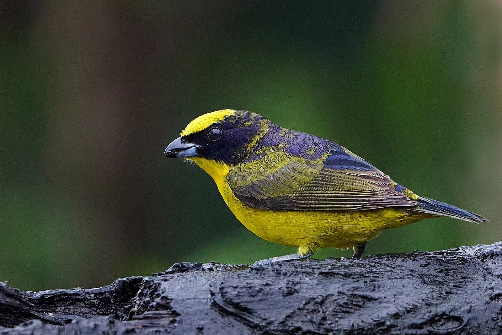 Thick-billed Euphonia