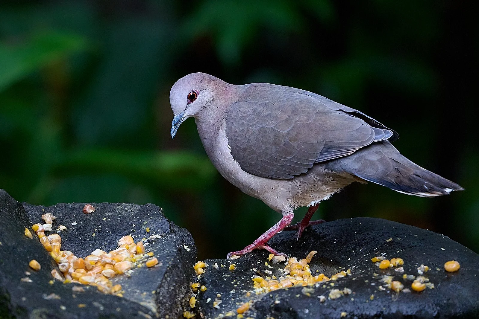 White-tipped Dove
