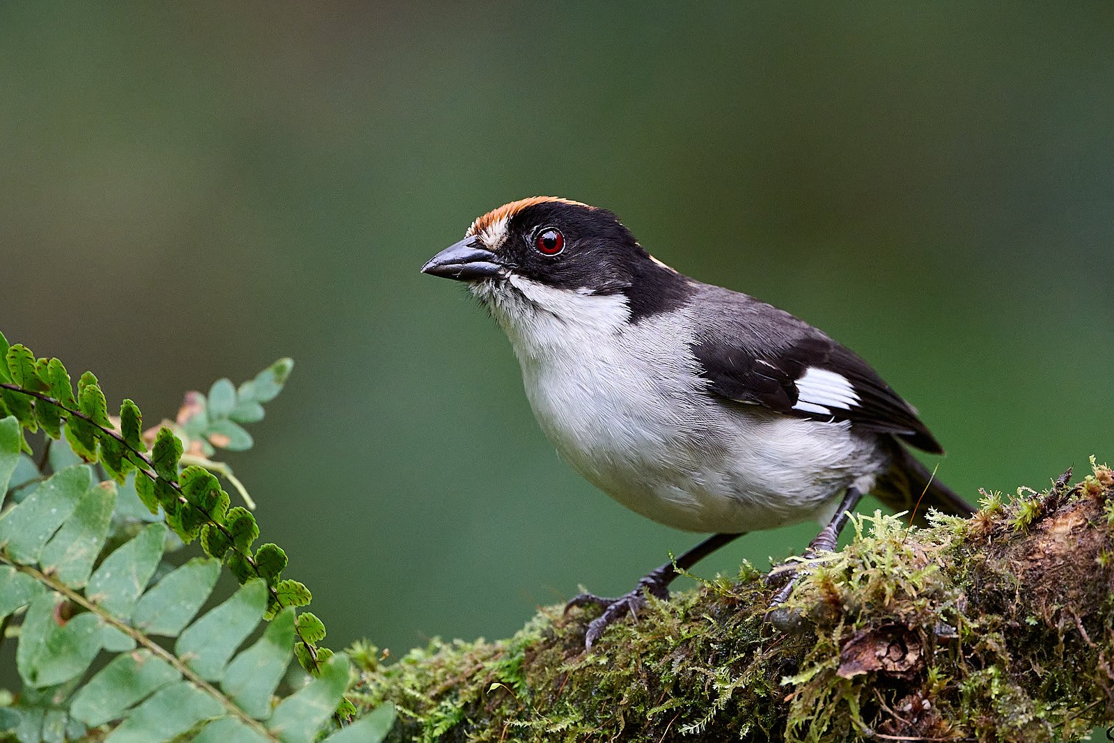 White-winged Brushfinch