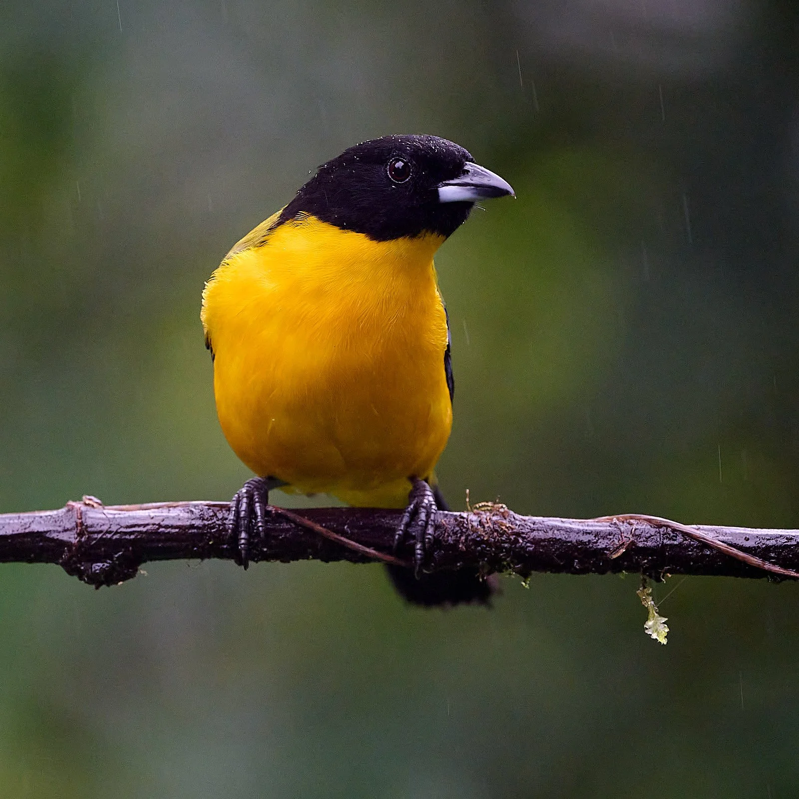 Black-chinned Mountain Tanager