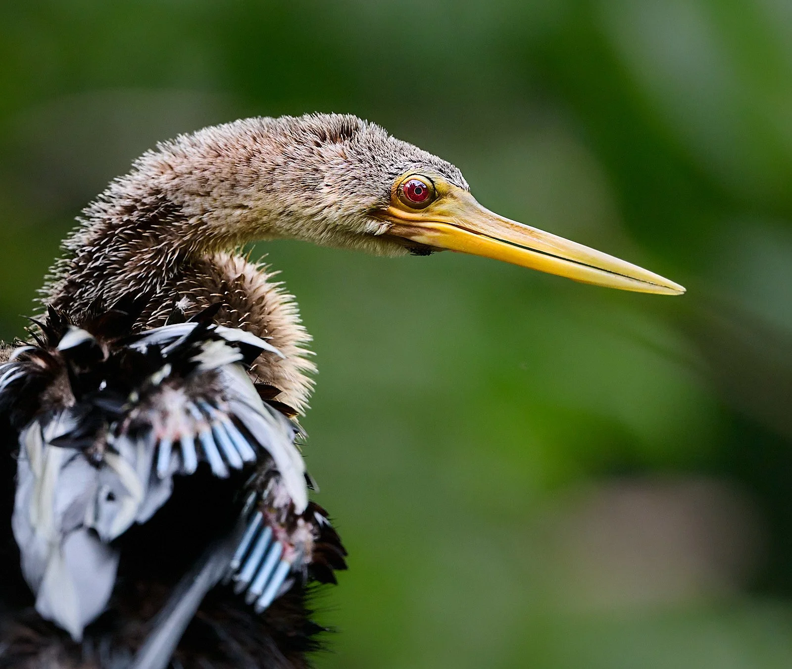 Anhinga