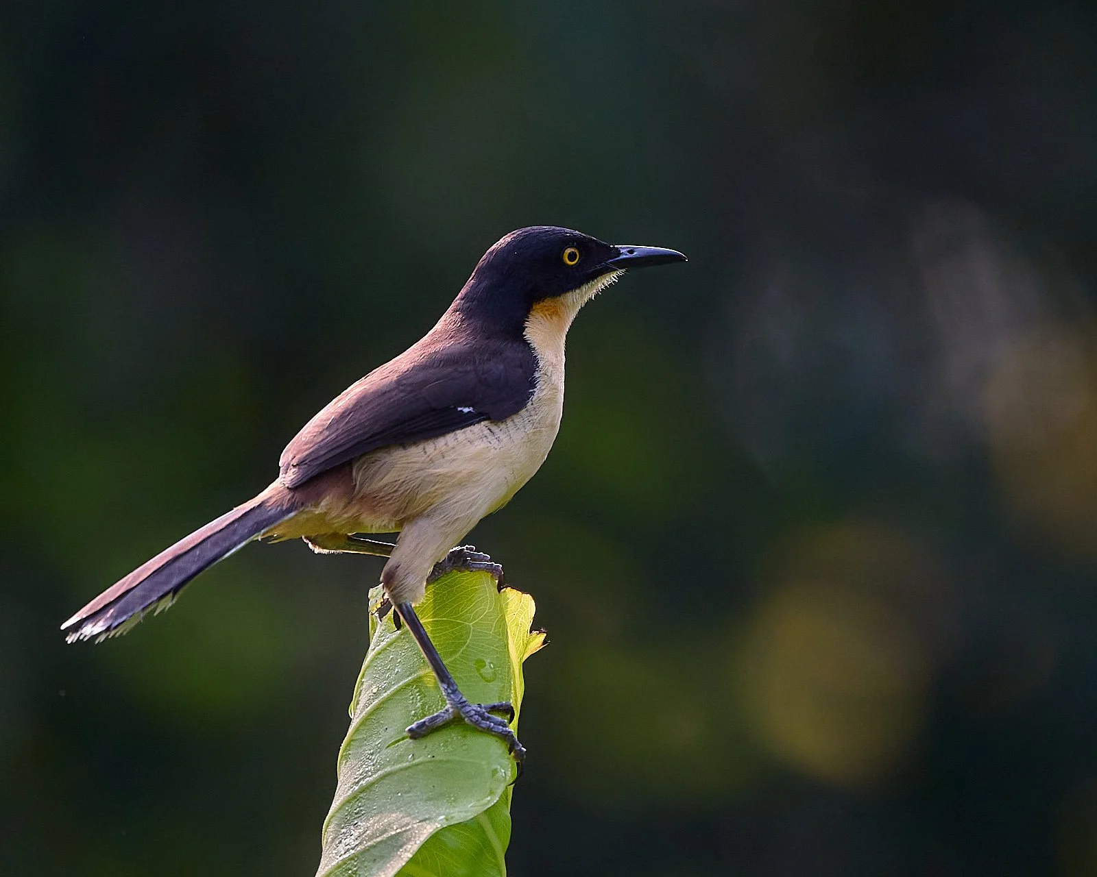 Black-capped Donacobius