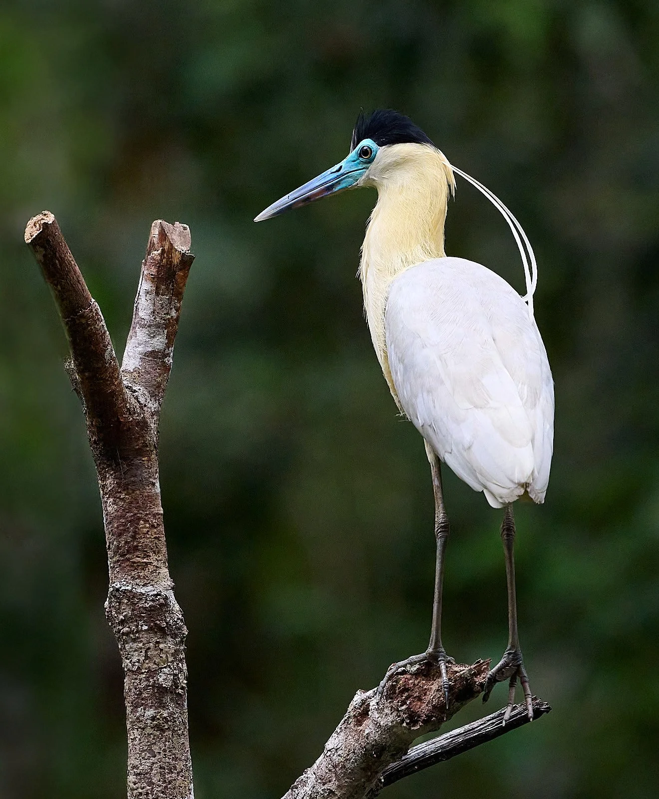 Capped Heron