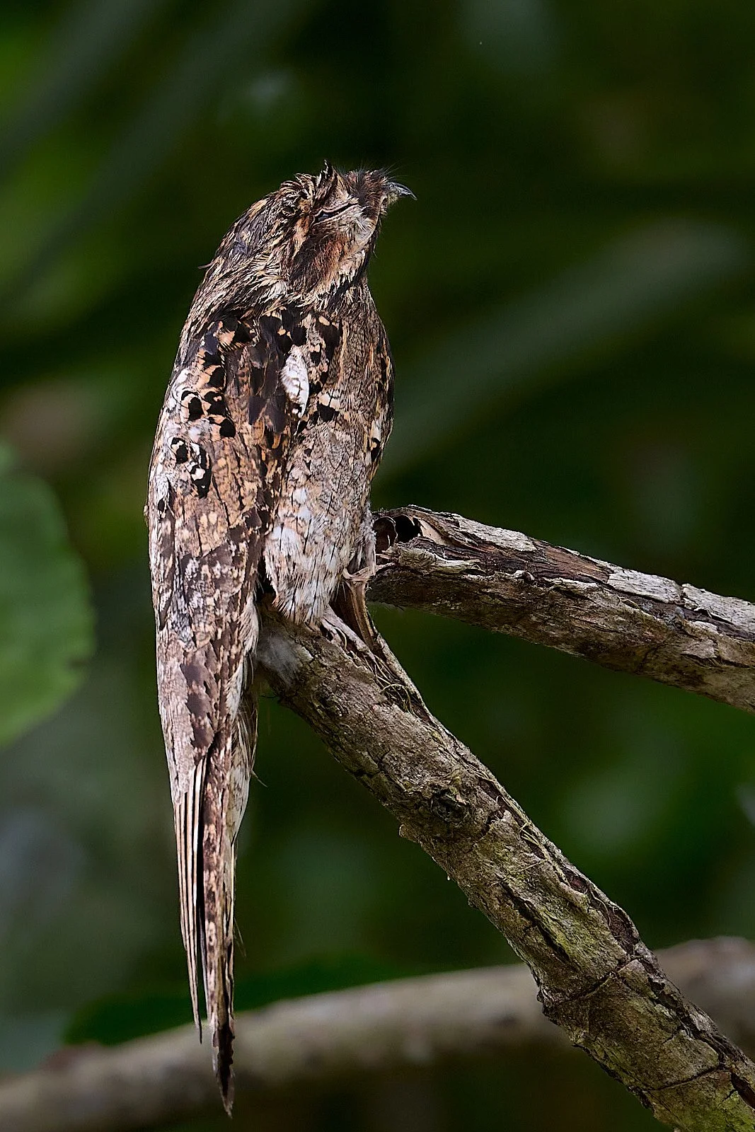 Common Potoo