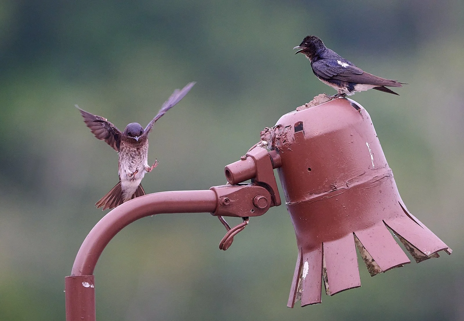 Gray-breasted Martin