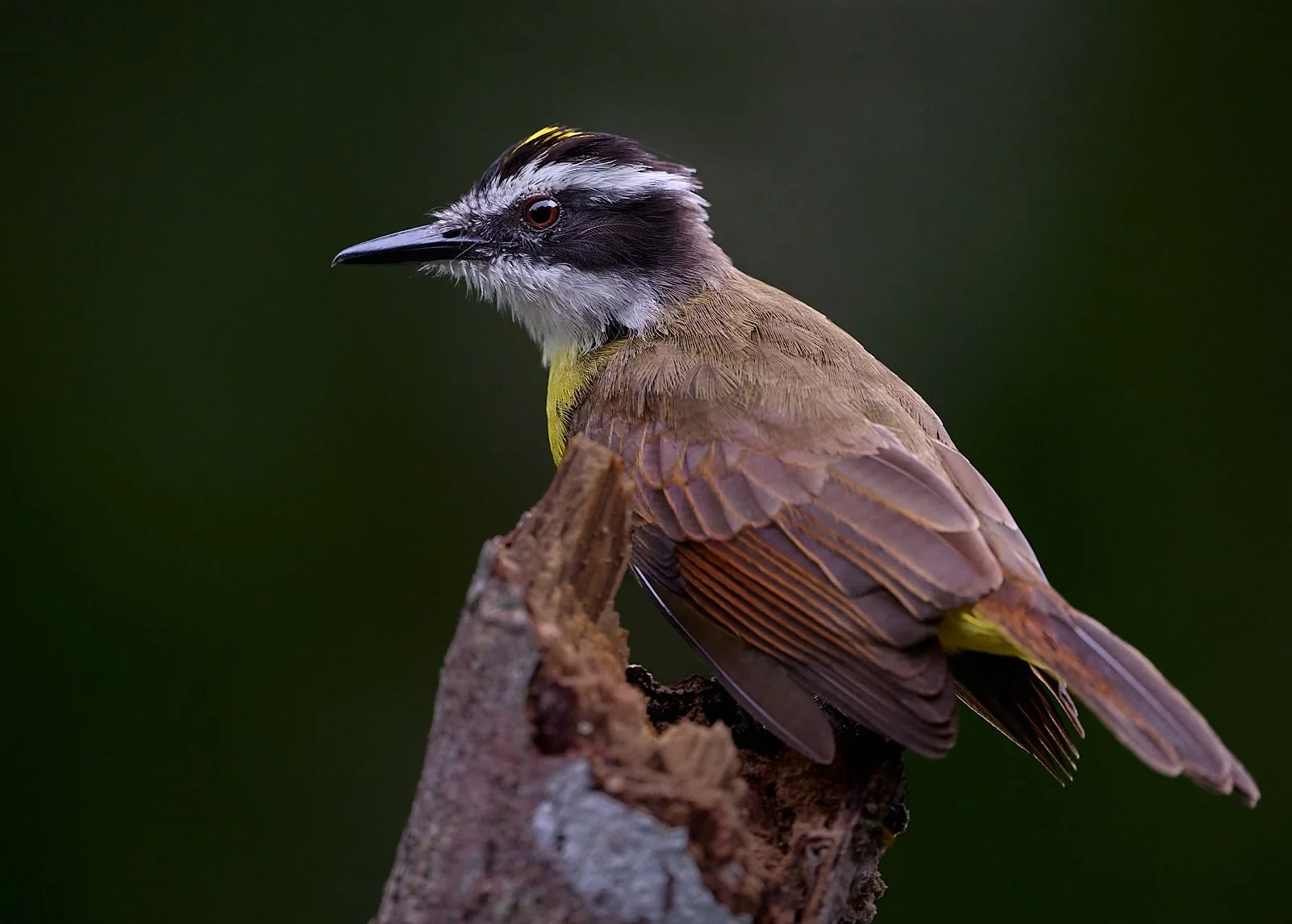 Great Kiskadee