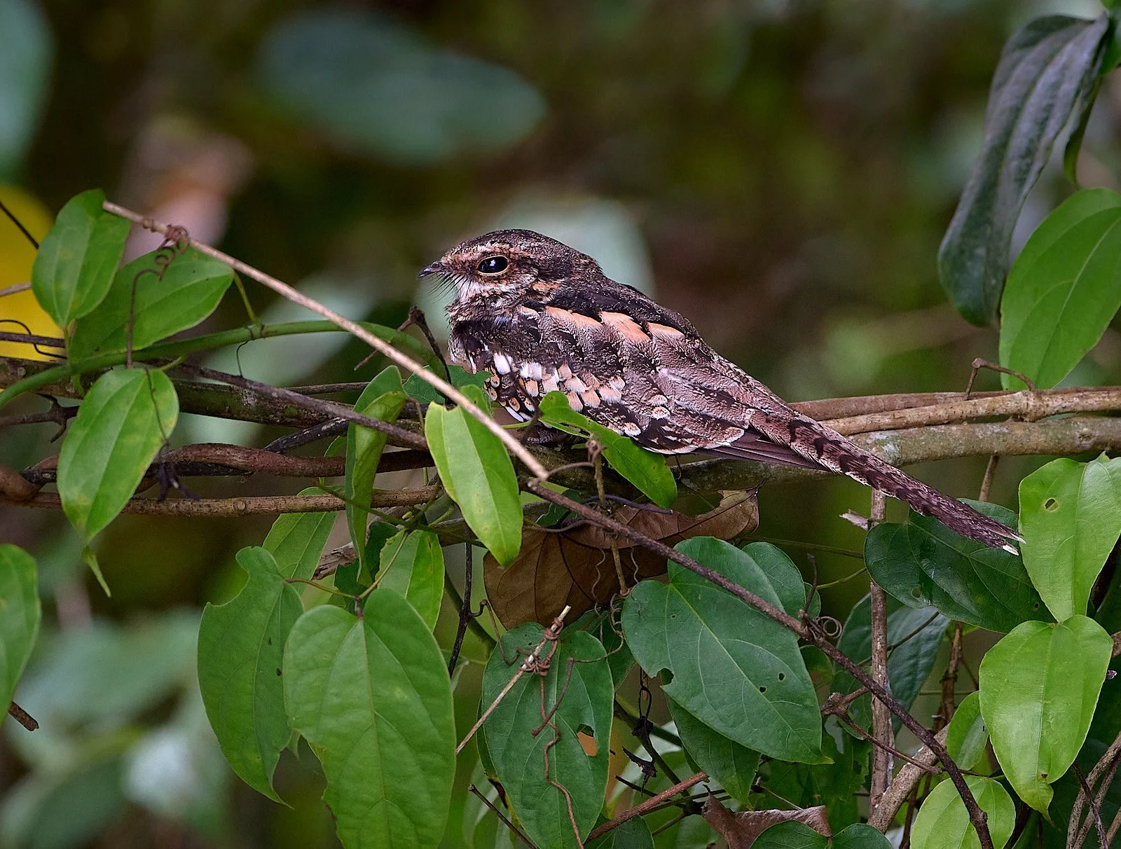 Ladder-tailed Nightjar