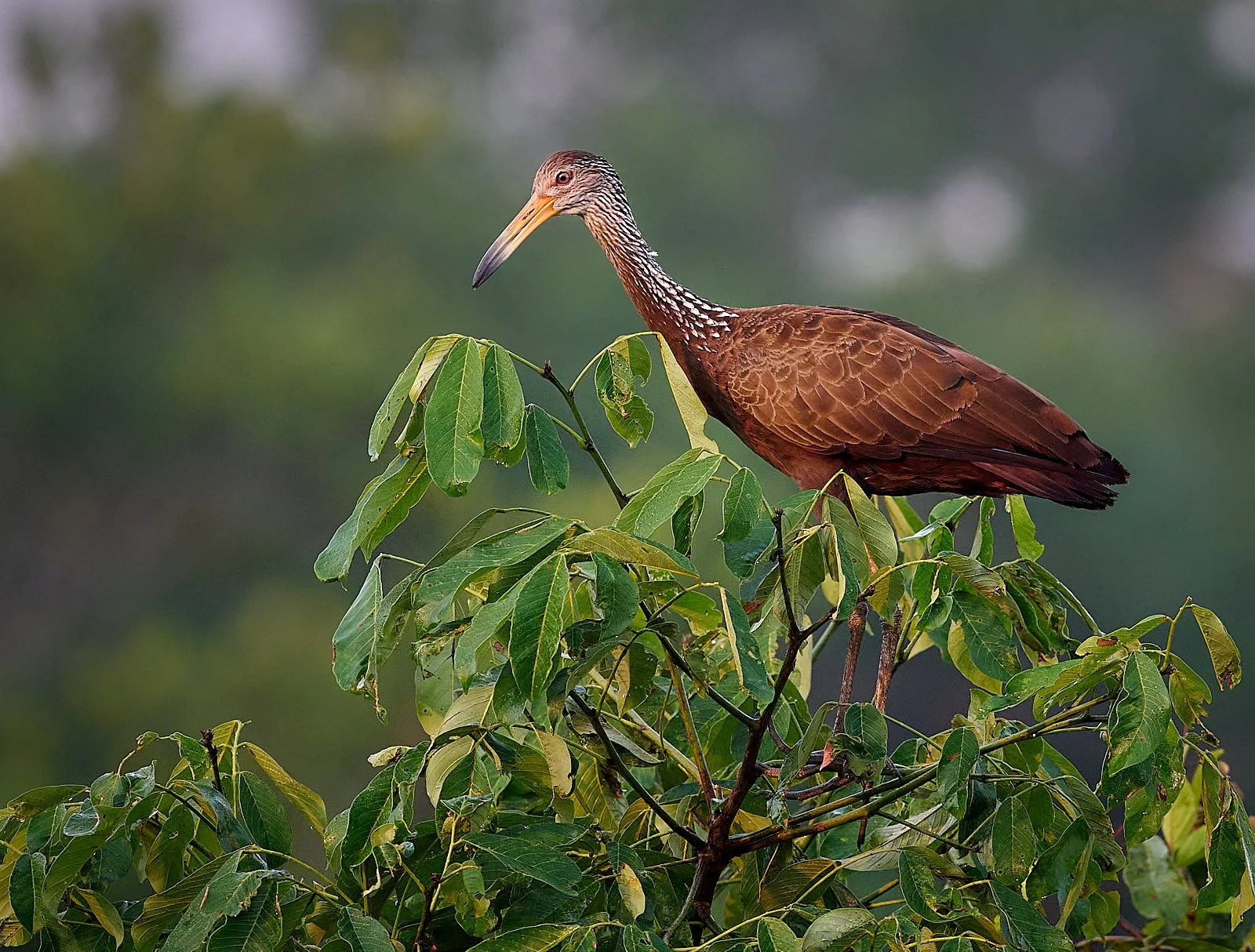 Limpkin