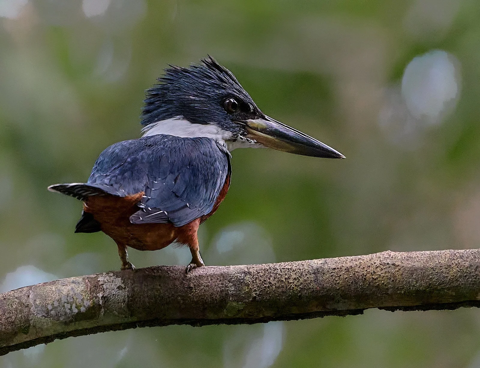 Ringed Kingfisher